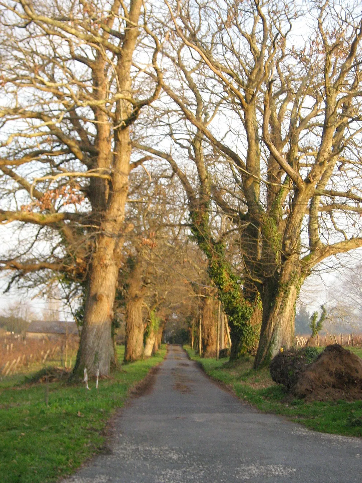 Photo showing: Allée du logis du Châtaigniers