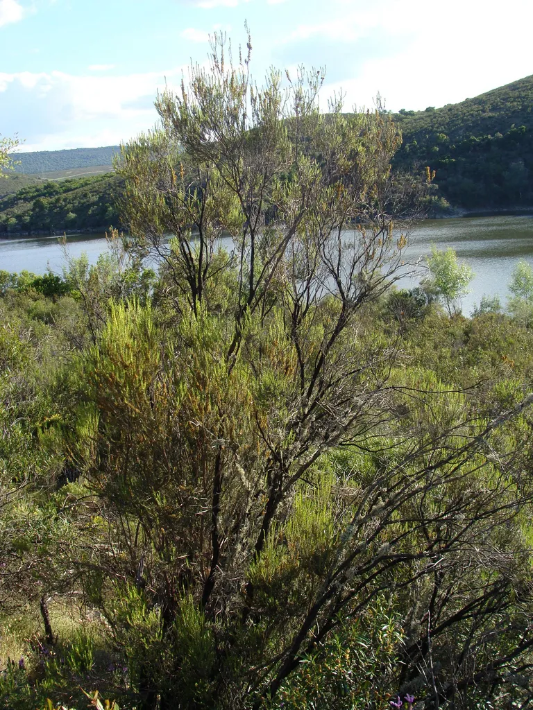 Photo showing: Erica scoparia at es:Parque Nacional de Monfragüe