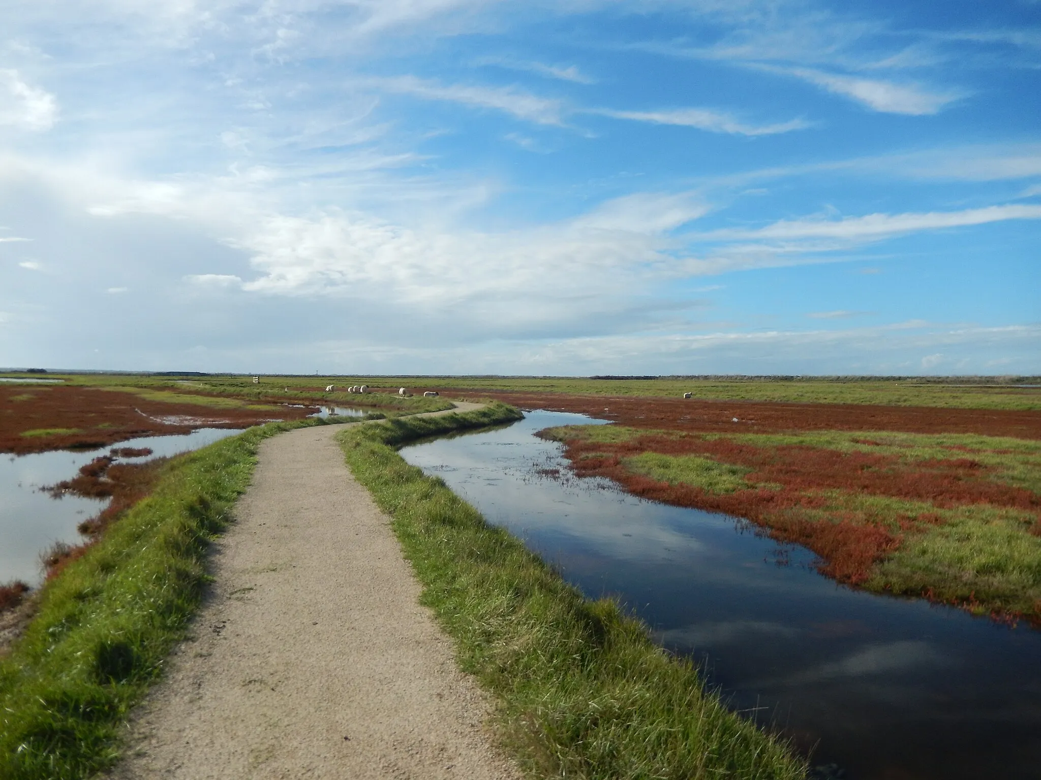 Photo showing: Saint-Froult, Charente-Maritime, France. • La réserve naturelle de Moëze-Oléron contient des polders, c'est-à-dire des terres artificiellement prises à la mer. Au départ consacrées à divers élevages, ces étendues font aujourd'hui l'objet d'une protection par le Conservatoire du Littoral. De par la beauté de leurs paysages et la richesse de leur faune (notamment les oiseaux), ces polders sont aujourd'hui une destination touristique. Le site a été intégré aux Pôles-Nature de Charente-Maritime, et des sentiers de promenade y ont été aménagés. Sentiers dont les moutons semblent eux aussi profiter !