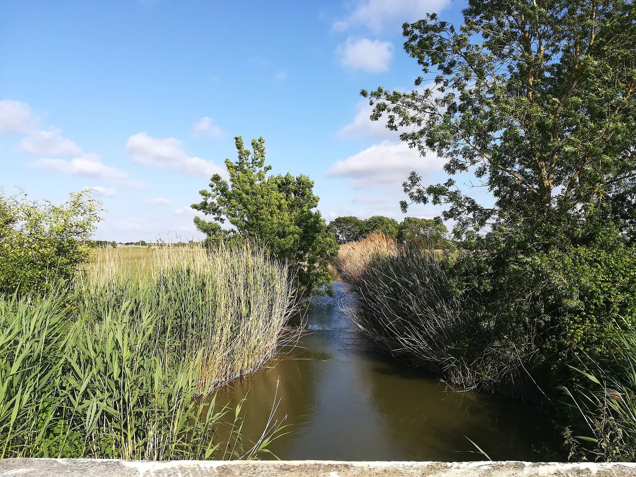 Photo showing: L'écours des Maurines, cours d'eau dans le marais de St-Augustin à Etaules (Charente-Maritime, France)