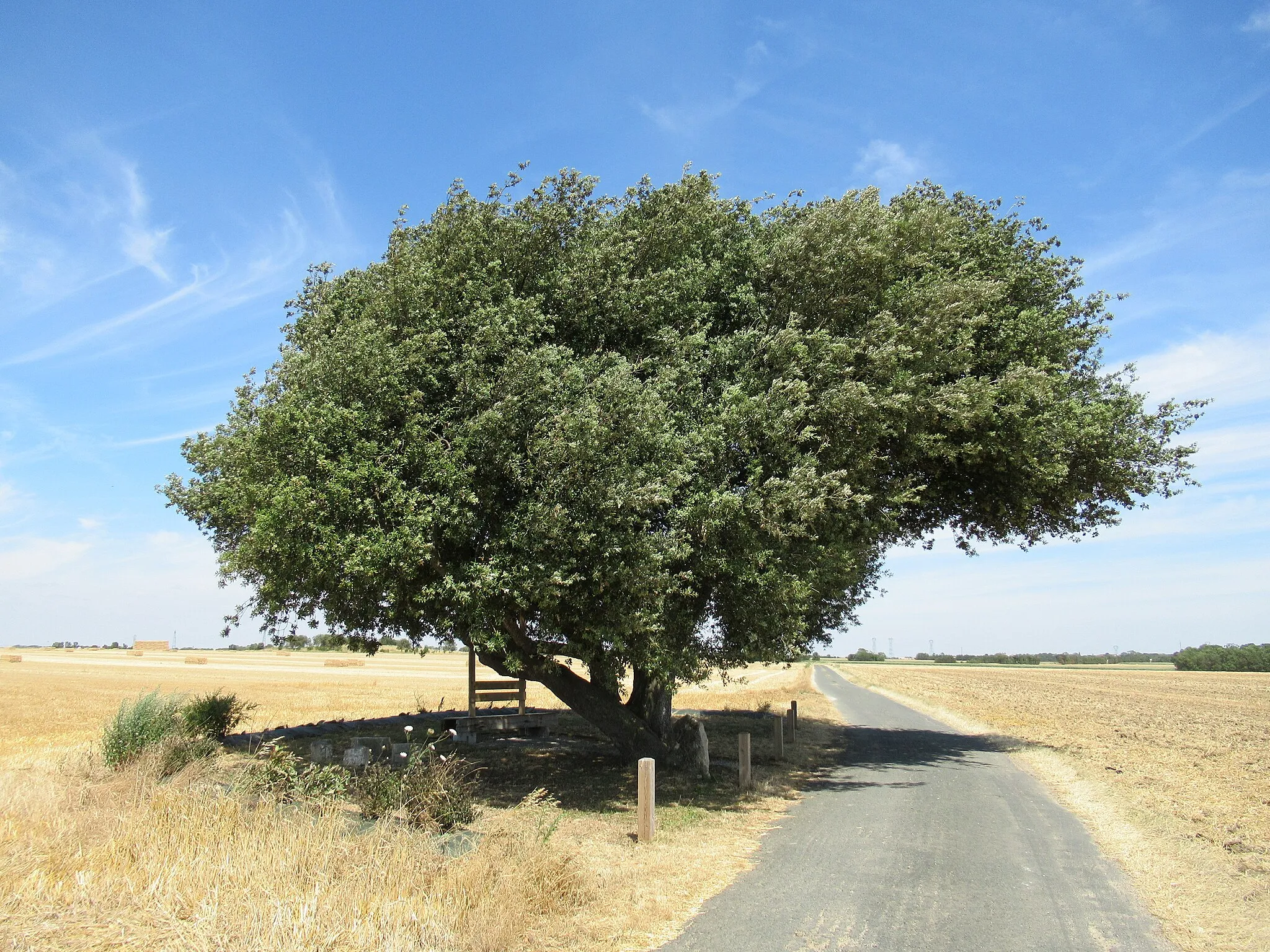 Photo showing: Chêne vert centenaire, classé arbre remarquable (depuis le 06/07/2016) à Clavette (17) France.