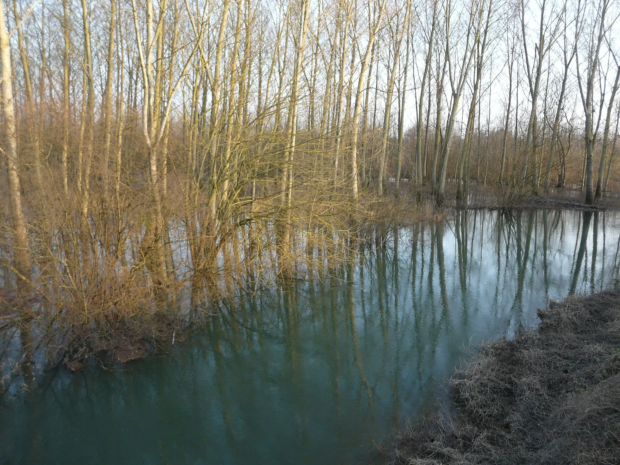 Photo showing: L'Antenne en crue, en aval du pont de la route départementale 83, entre Cognac (à gauche) et Saint-Laurent-de-Cognac (à droite) ; Charente, France.