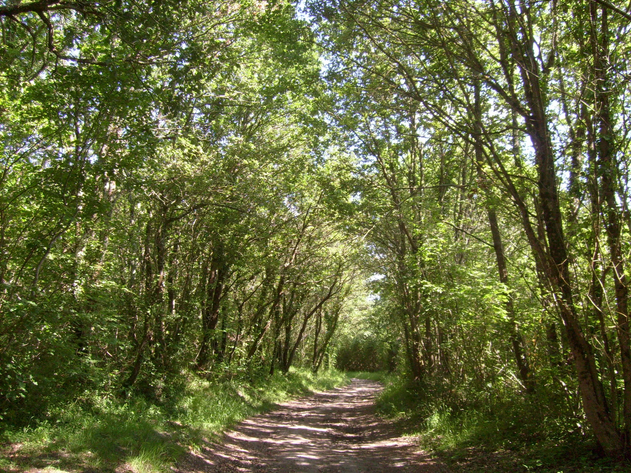 Photo showing: Bois de la Chèvre à Saint-Sulpice-de-Royan