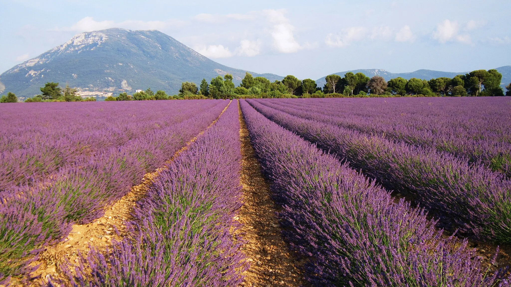Photo showing: Lavender field in Roumoules