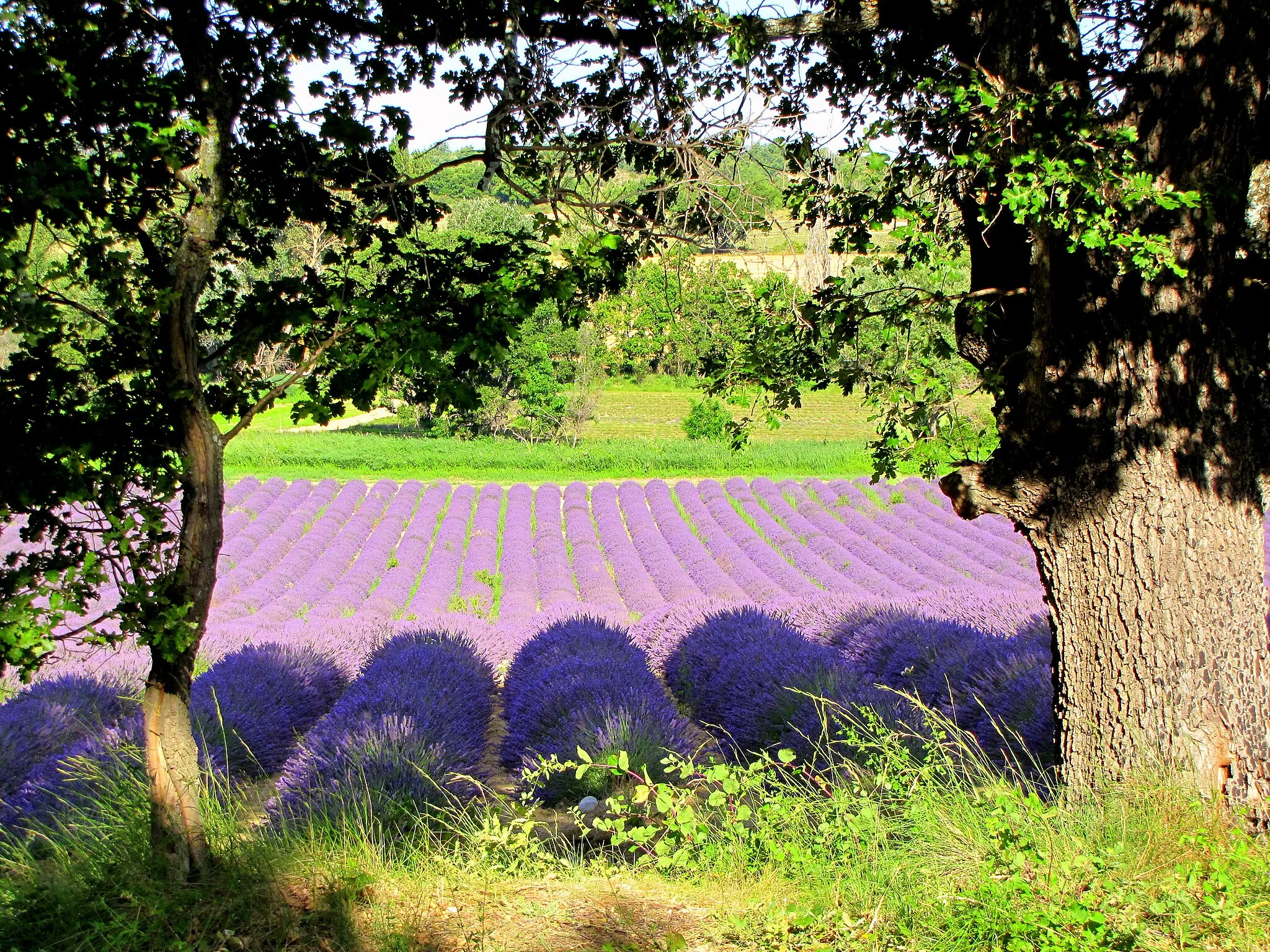 Photo showing: Lavendel