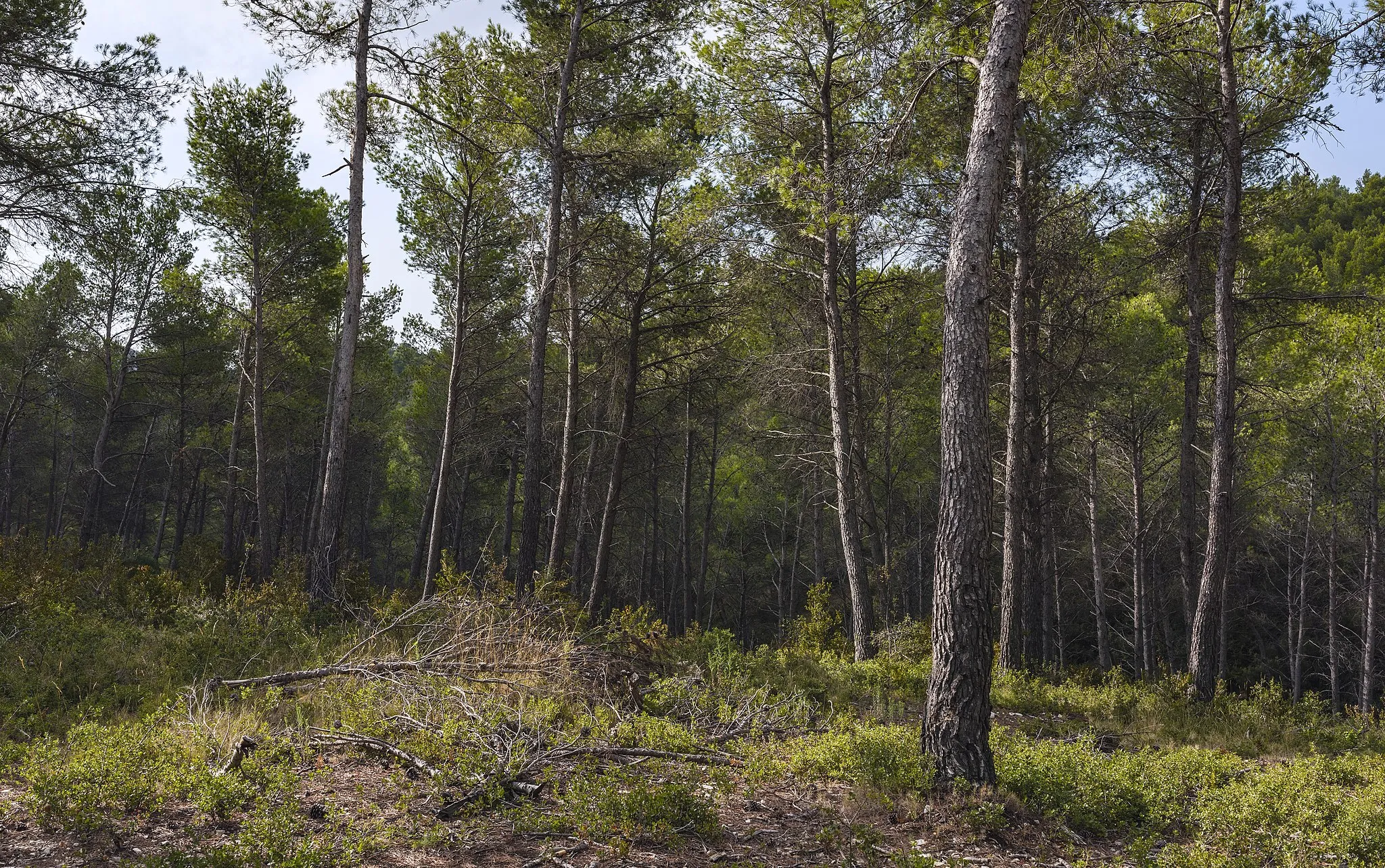 Photo showing: Pinus halepensis forest. Saint-Rémy-de-Provence, Bouches-du-Rhône, France