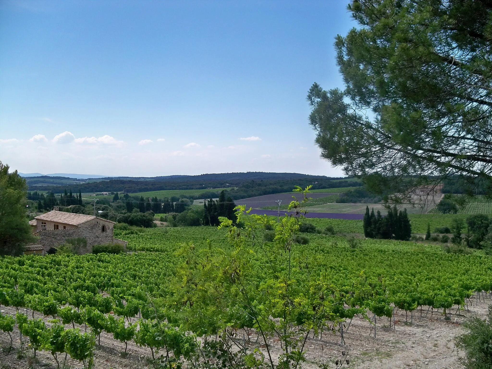 Photo showing: Vignoble vauclusien du Massif d'Uchaux