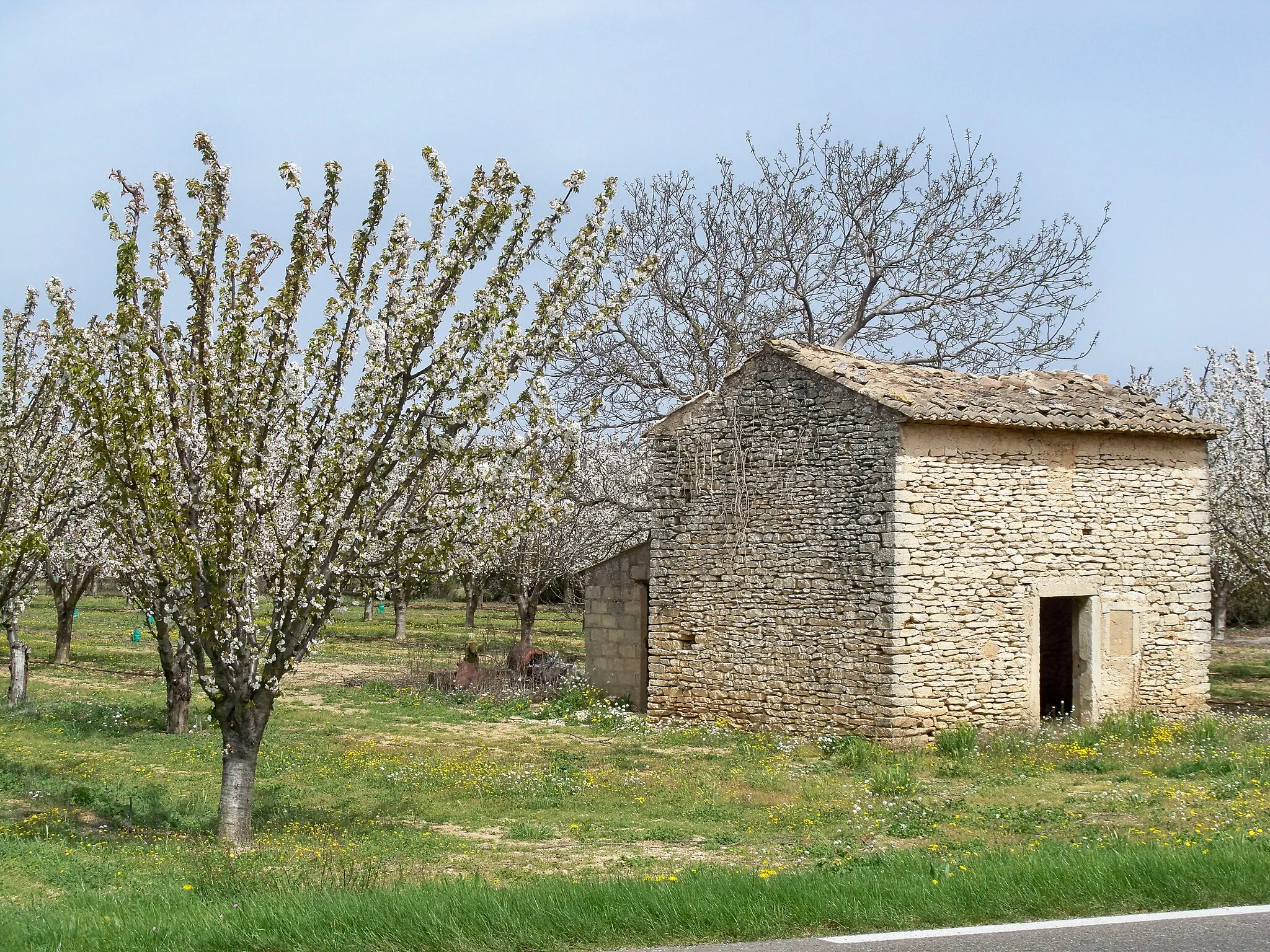 Photo showing: Cerisiers et cabanon près de Coustellet, Vaucluse, France