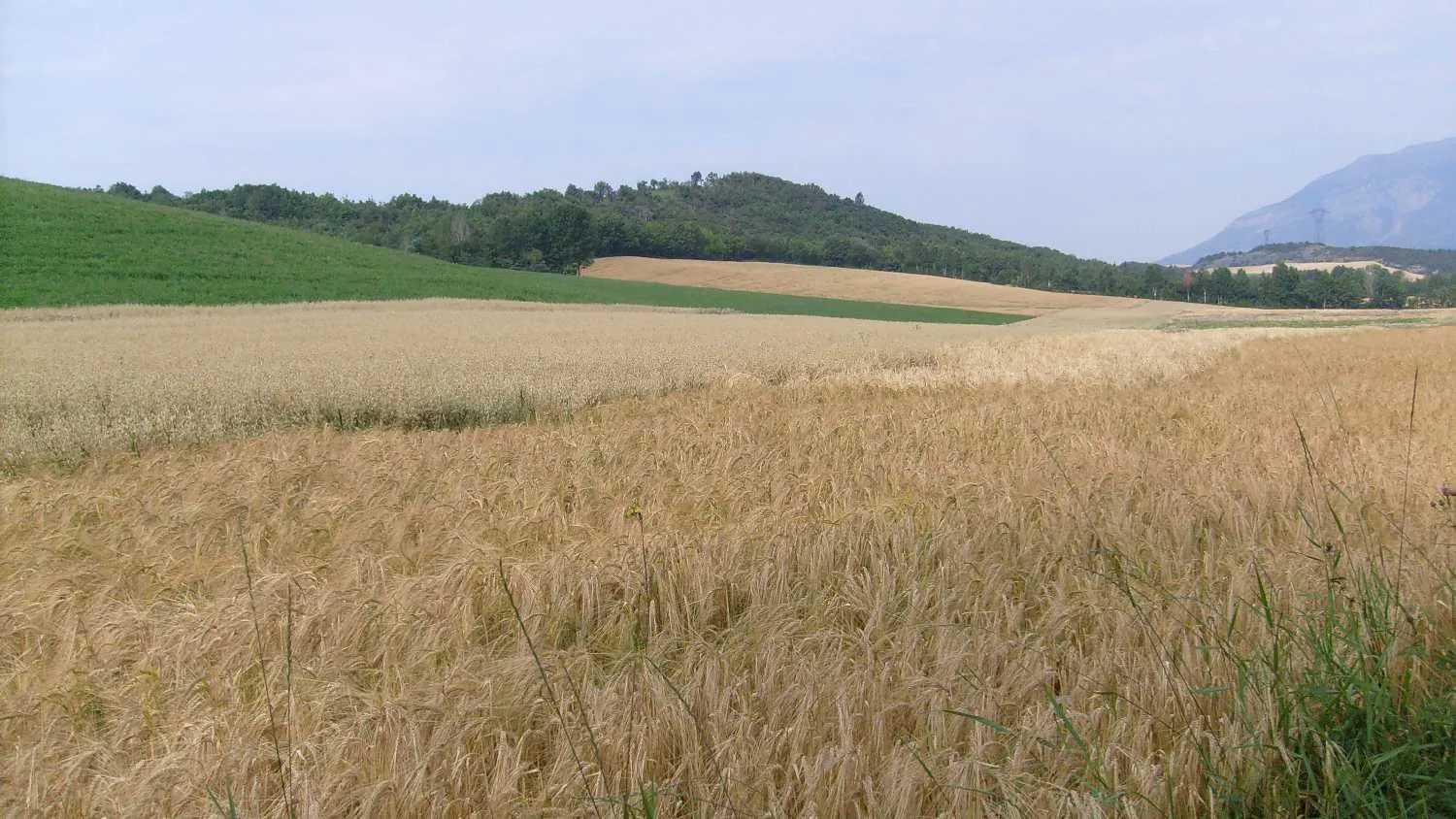 Photo showing: Agricultural landscape La Bâtie-Vieille( Hautes-Alpes, France)