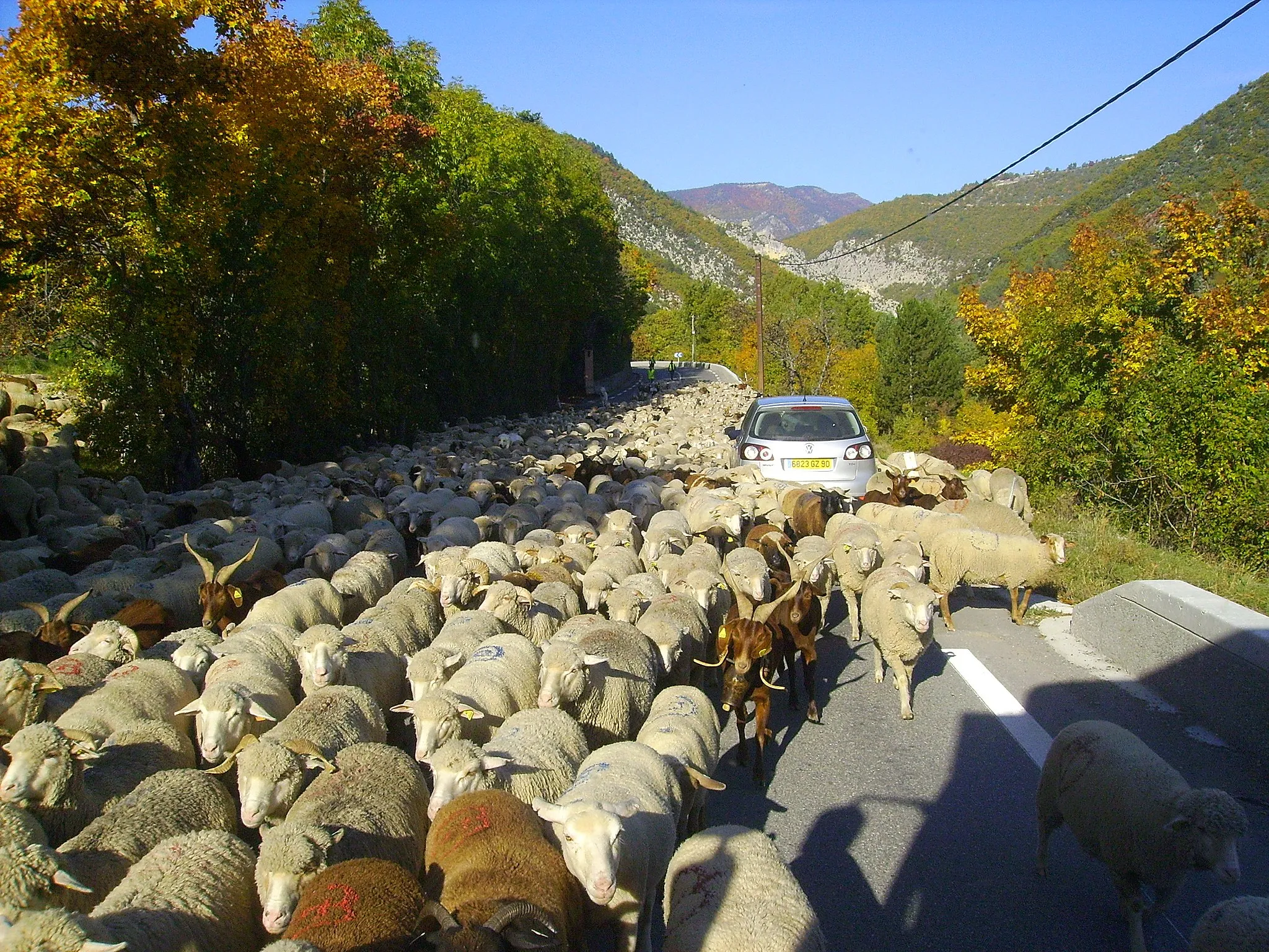 Photo showing: Moutons sur la route entre Entrevaux et Annot