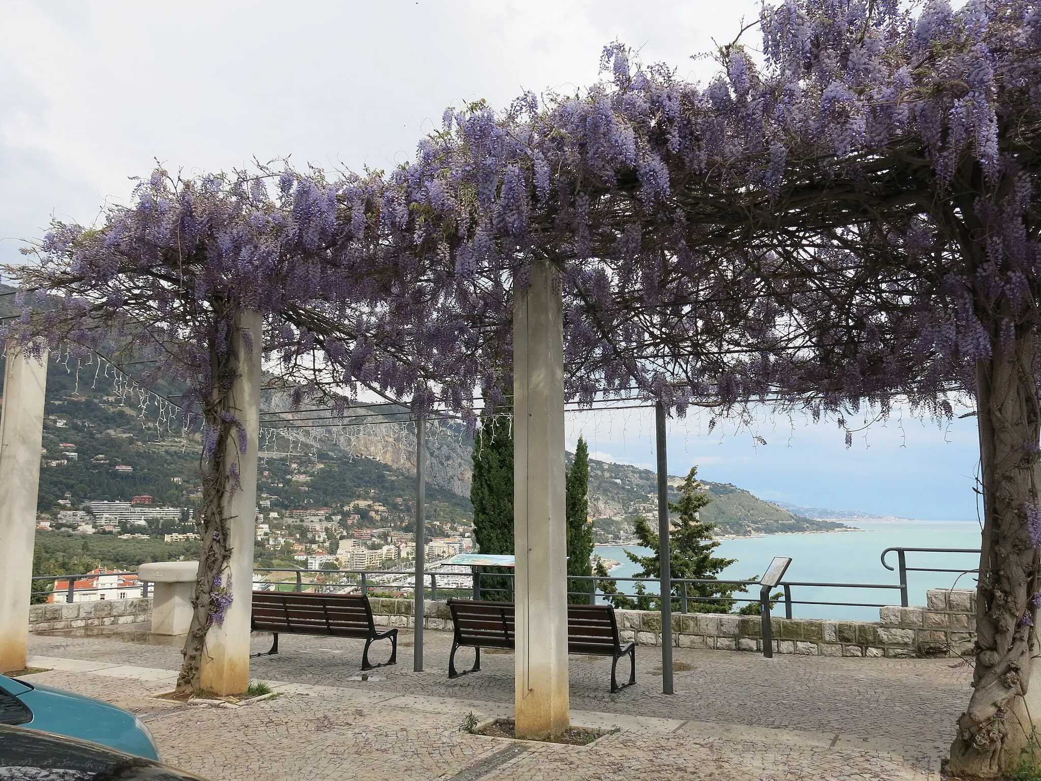 Photo showing: Chinese wisteria of the boulevard de Garavan in Menton (Alpes-Maritimes, France).