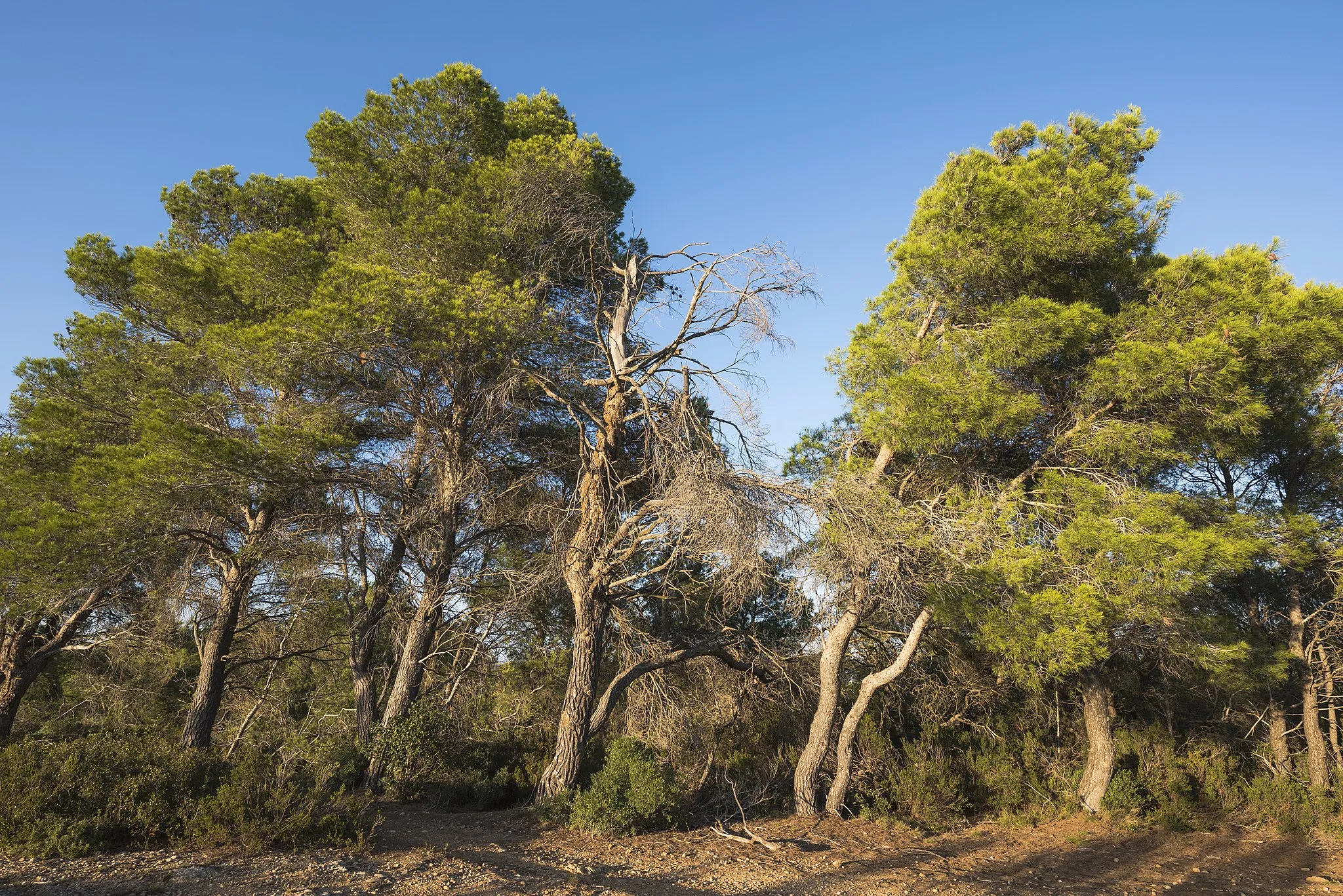 Photo showing: A grove of Aleppo Pines (Pinus halepensis). The trees are leaning because in this region there is omnipresent strong northern wind (Tramontane) or northwesterly wind (Mistral).