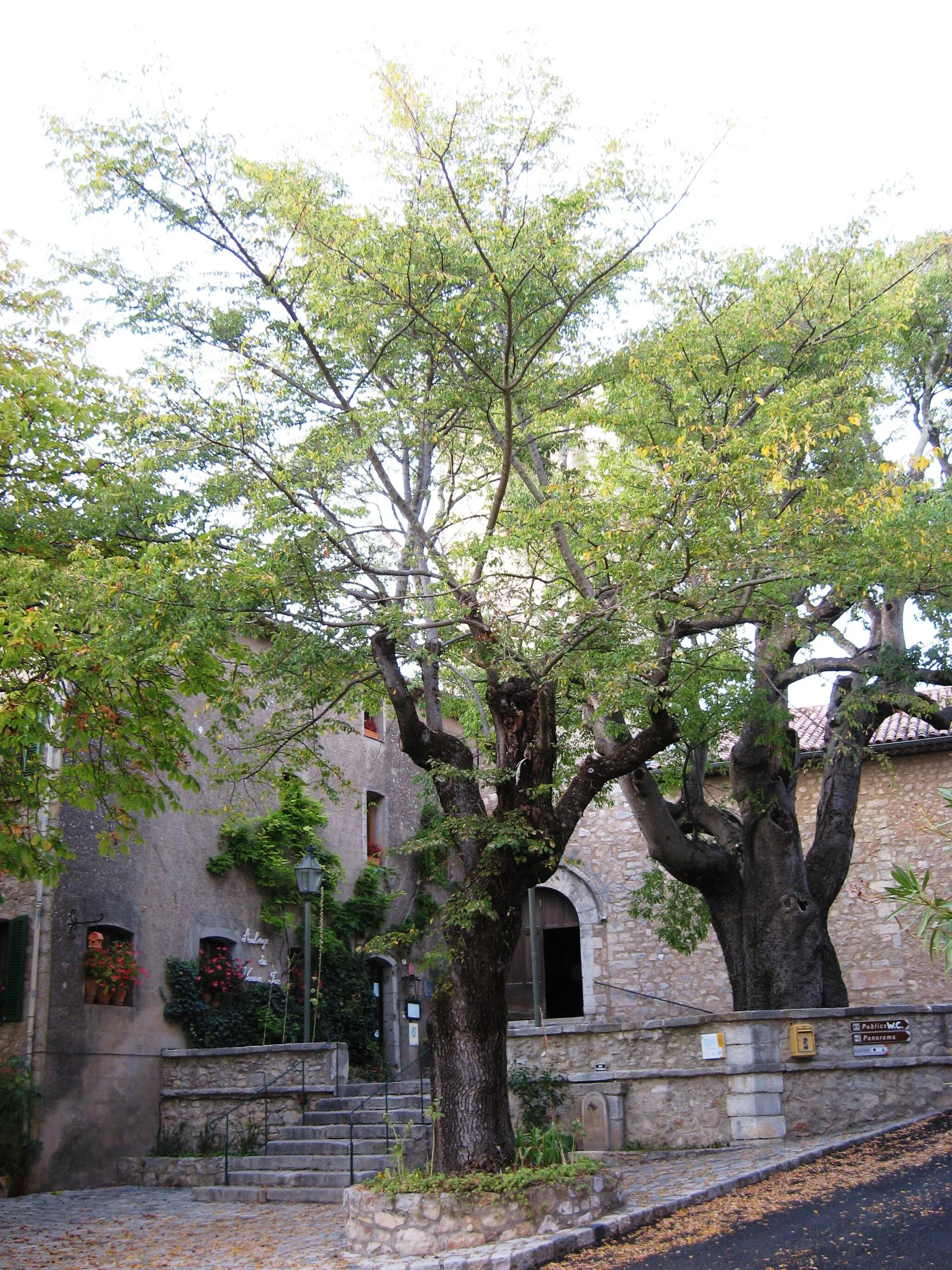 Photo showing: Elm (left) and nettle tree in front of the church at Fox-Amphoux