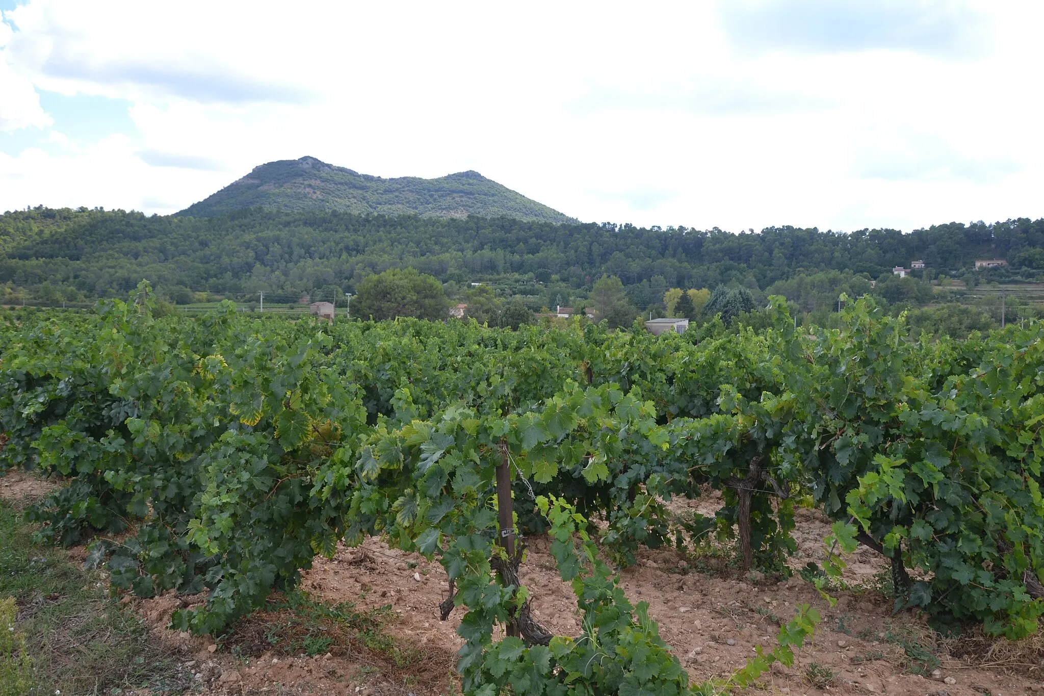 Photo showing: Montagne le "Petit Bessillon" et vignes à Pontevès