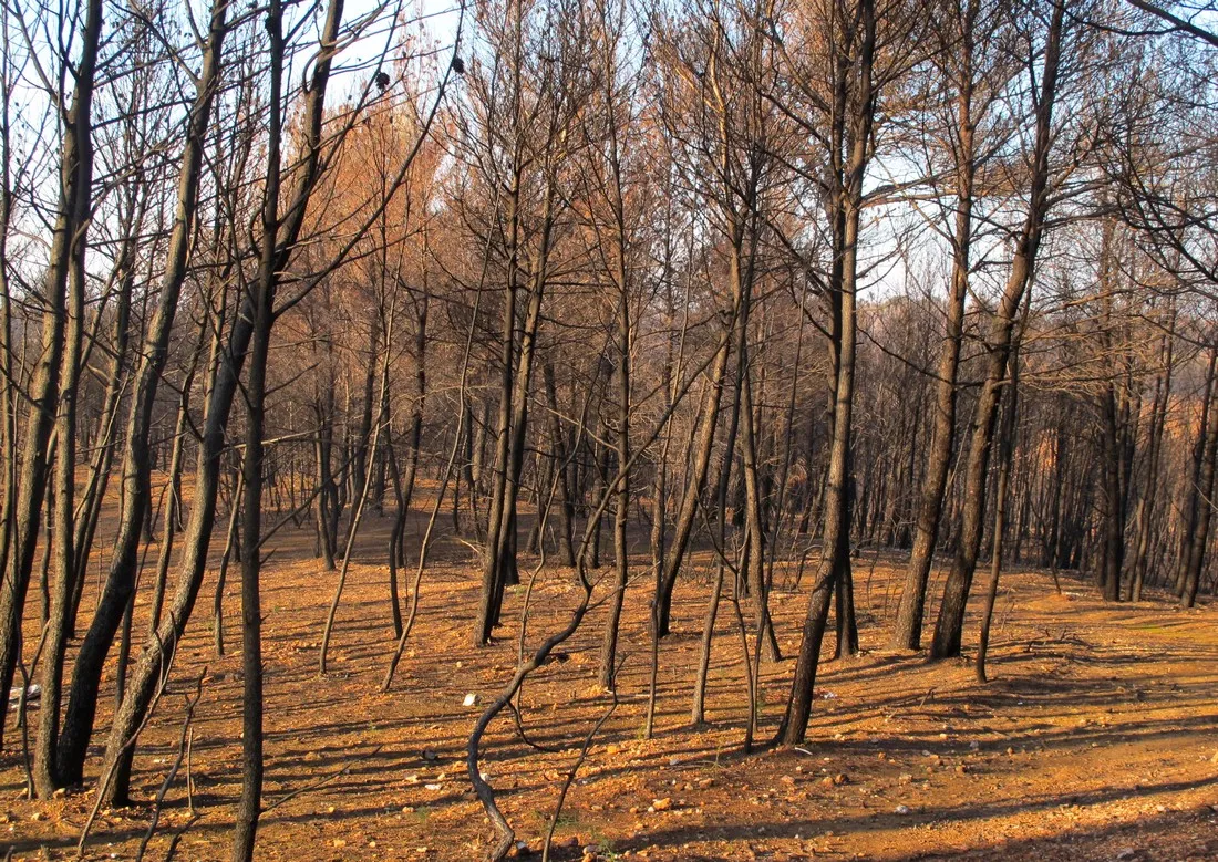 Photo showing: Pinède incendiée au nord du village des Pennes-Mirabeau, en 2017.