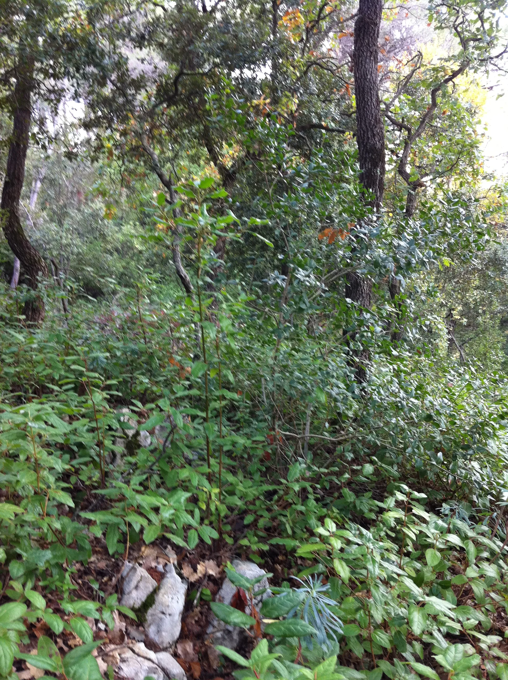 Photo showing: Forêt à Saint-Zacharie