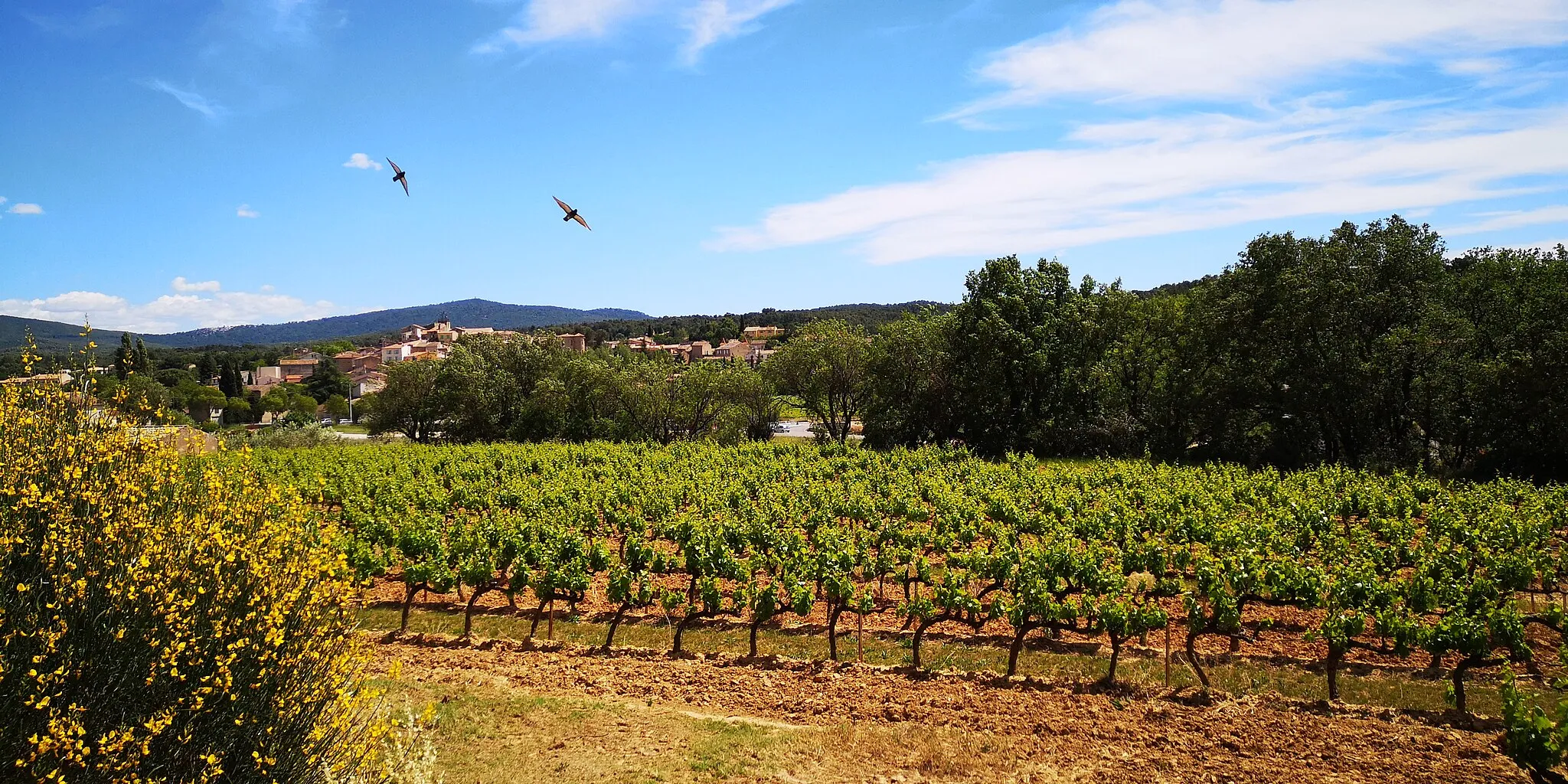 Photo showing: Vue des vignes et du village de Peynier