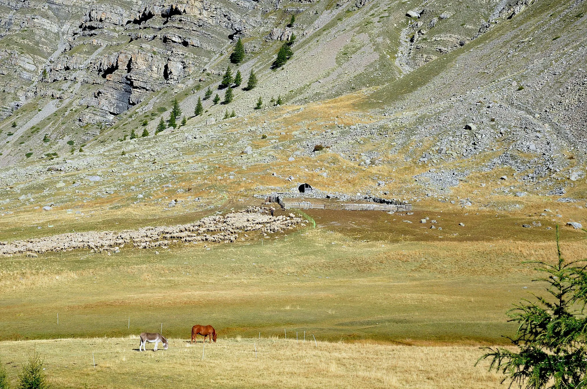 Photo showing: Enclos  d'altitude pour moutons