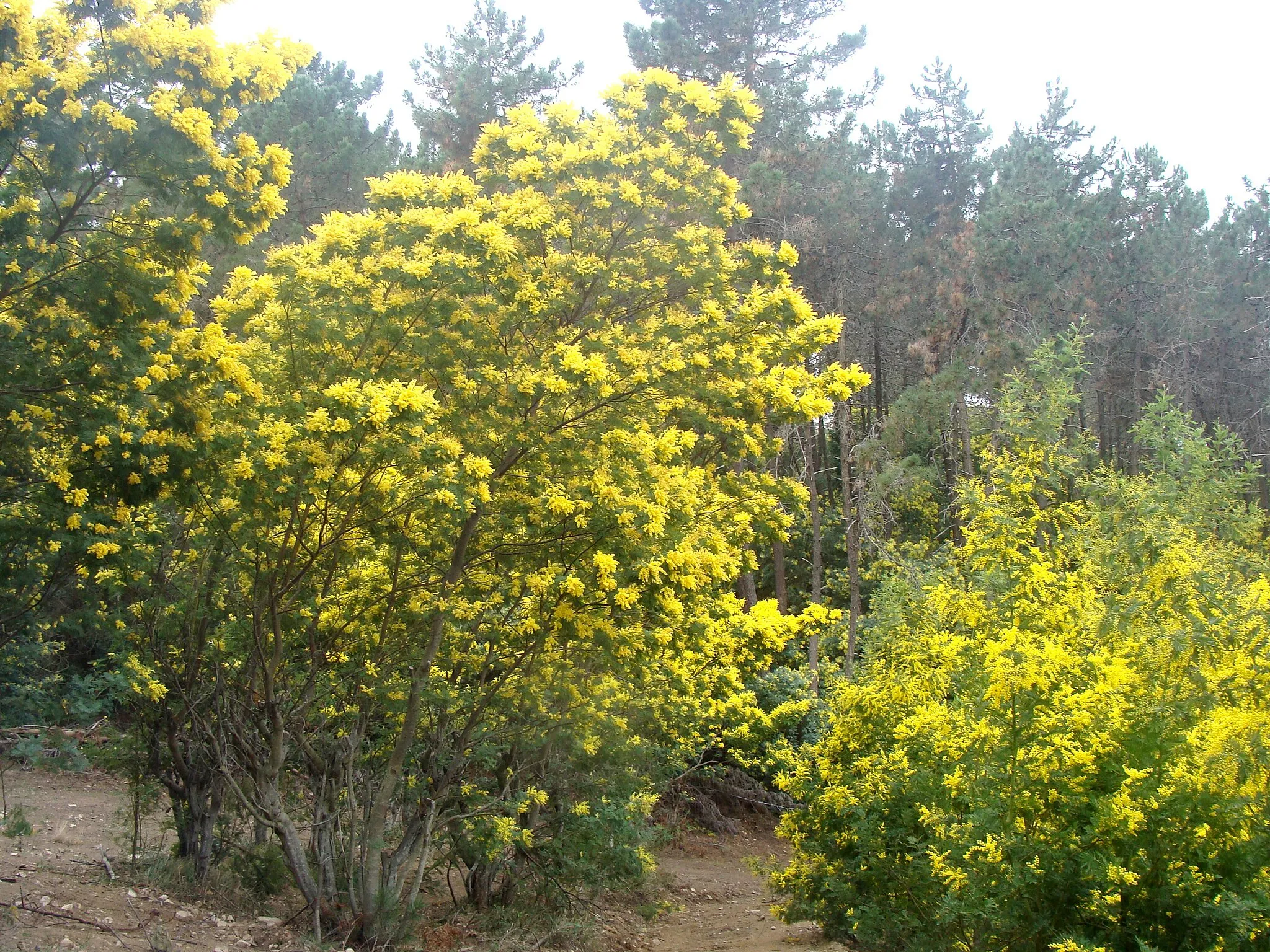 Photo showing: Panneau d'entrée à Tanneron sur la route de Montauroux.