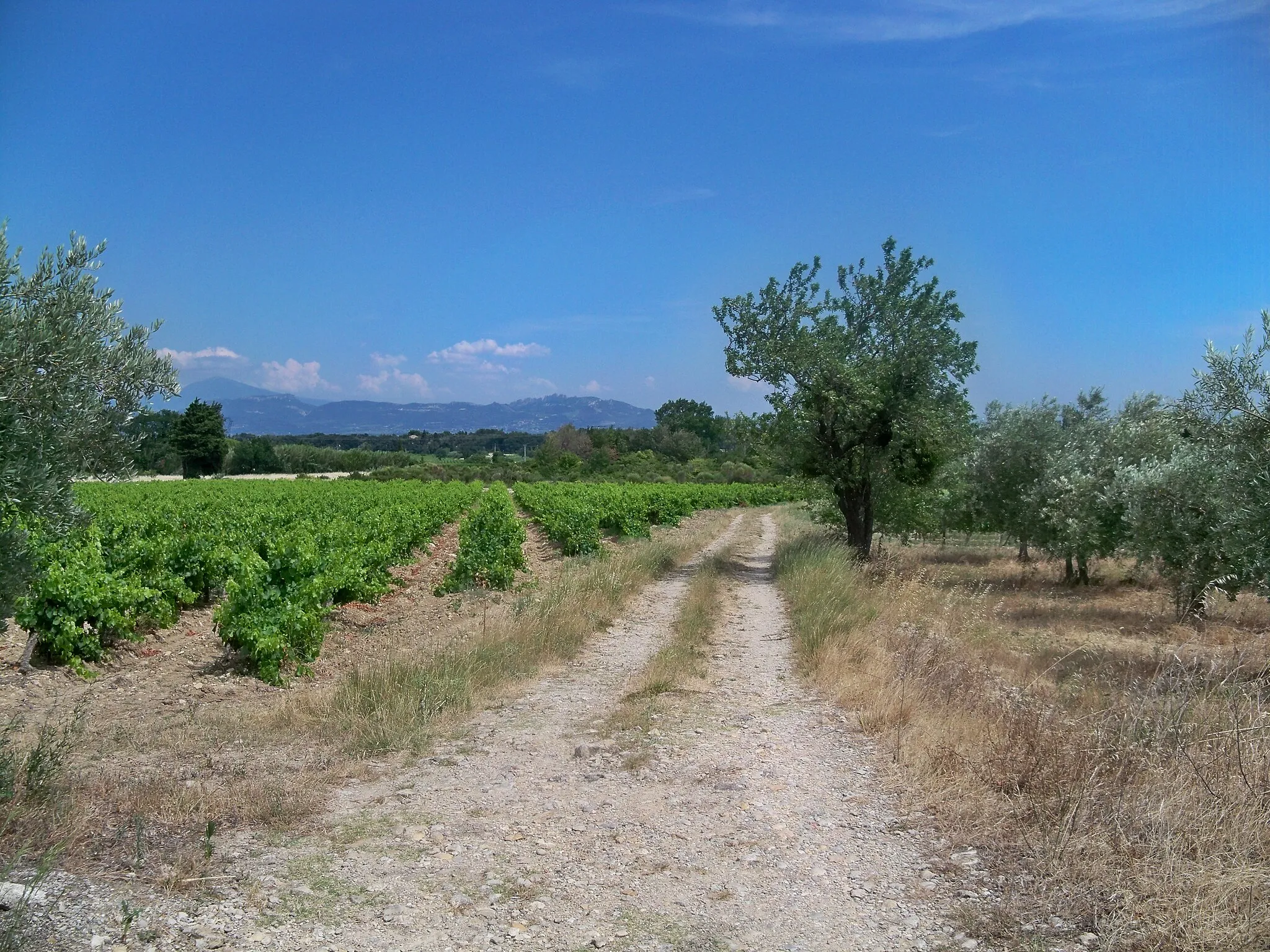 Photo showing: Vignes et Oliviers en Vaucluse