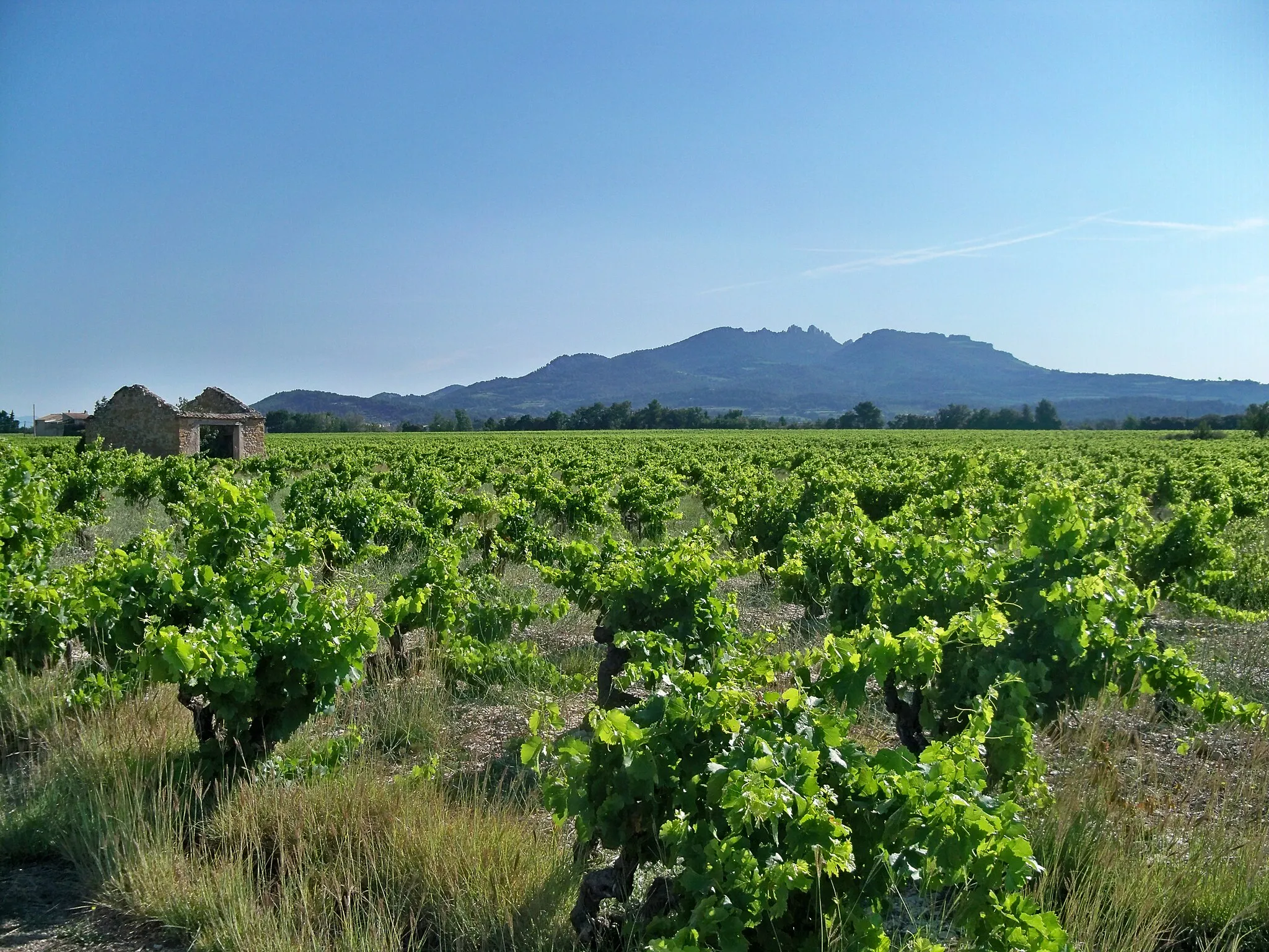 Photo showing: Cabanon dans le vignoble, AOC Vacqueyras, Vaucluse