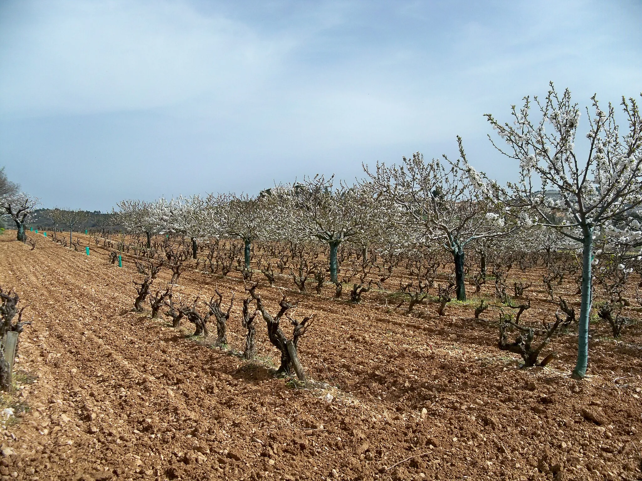 Photo showing: cherry trees and vineyard near Saint Saturnin lès Apt, Vaucluse, France