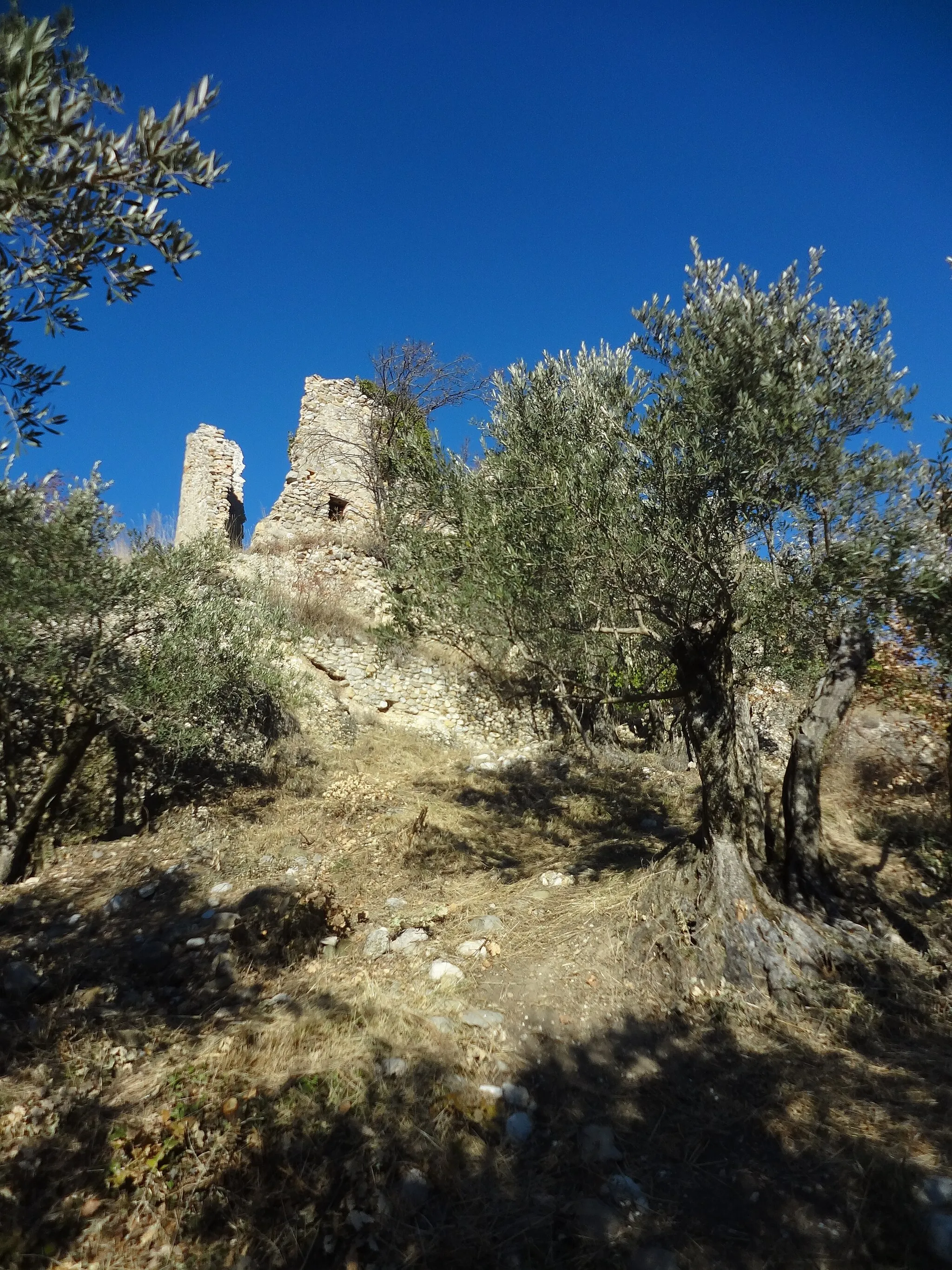 Photo showing: Oliviers situés en limite altitudinale, un peu en-dessous de 650 m d'altitude, sur un versant sud, sous les ruines de Lagremuse.