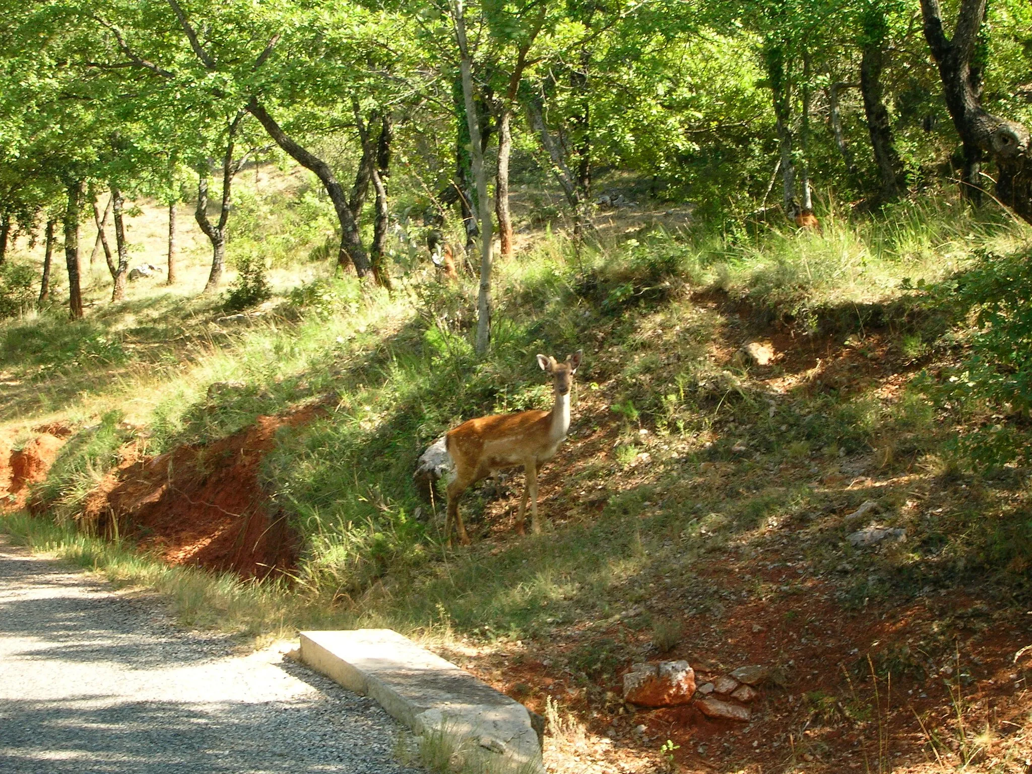 Photo showing: Young deer on a small road in Luberon (France)