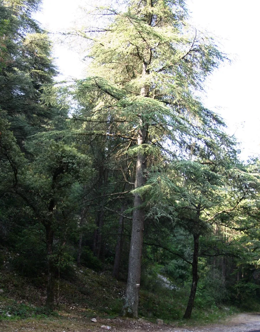 Photo showing: Atlas Cedar (Cedrus libani var. atlantica) on Mont Ventoux (Vaucluse, France).