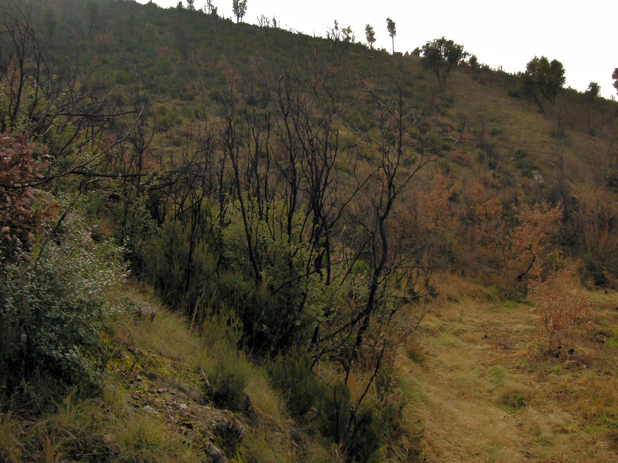 Photo showing: Paysage de la campagne de la ville Garde-Freinet un an après un incendie.

(personnal photography)