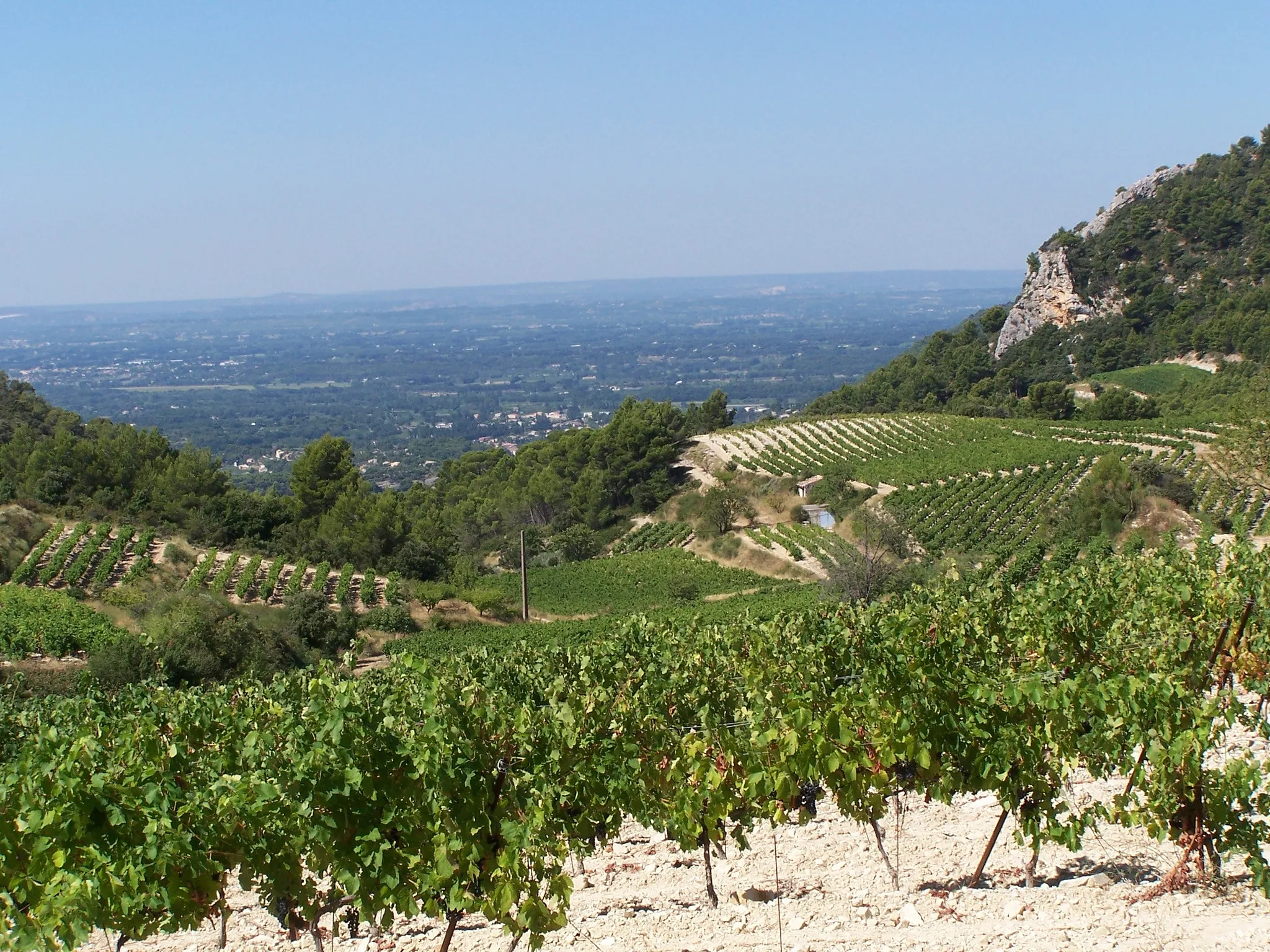 Photo showing: Vignes AOC Ventoux à Saint-Hippolyte le Graveyron