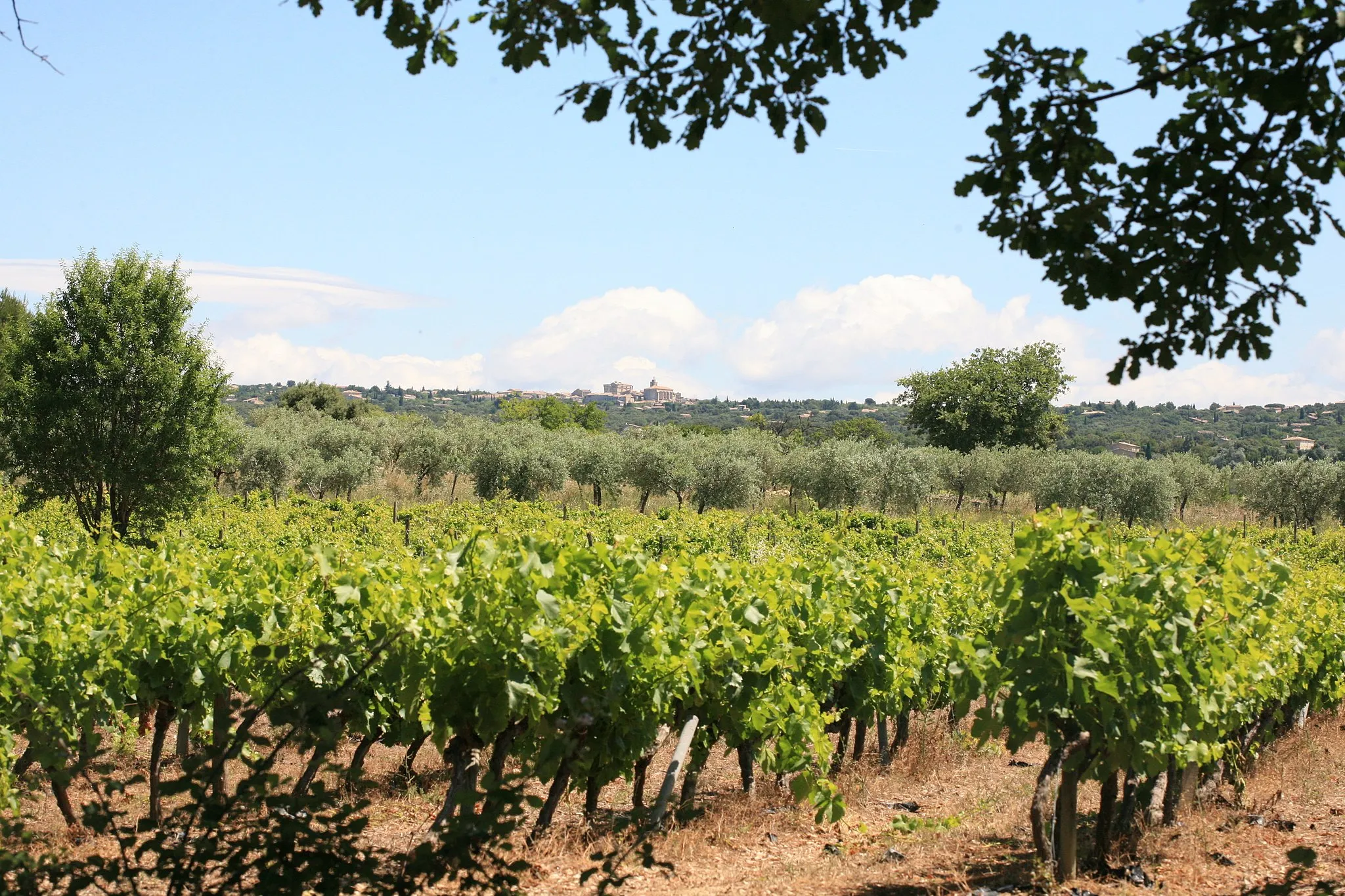 Photo showing: view of Gordes and its ground including vignard (Ventoux AOC) and olive orchard, Luberon area, hills of the "Monts de Vaucluse", France.