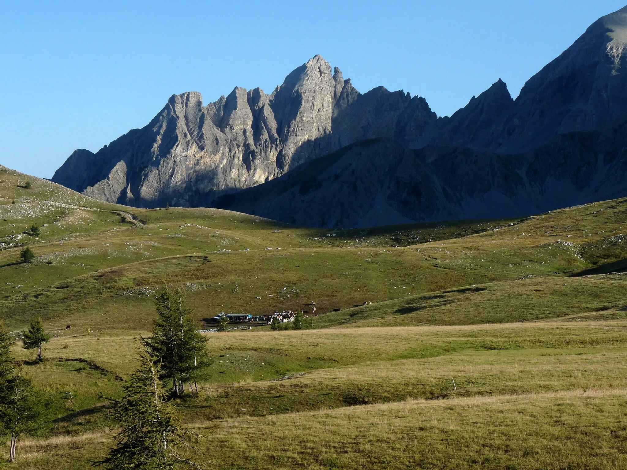 Photo showing: Pastoralisme au col des Champs (Alpes-Maritimes). Vaches à la traite.