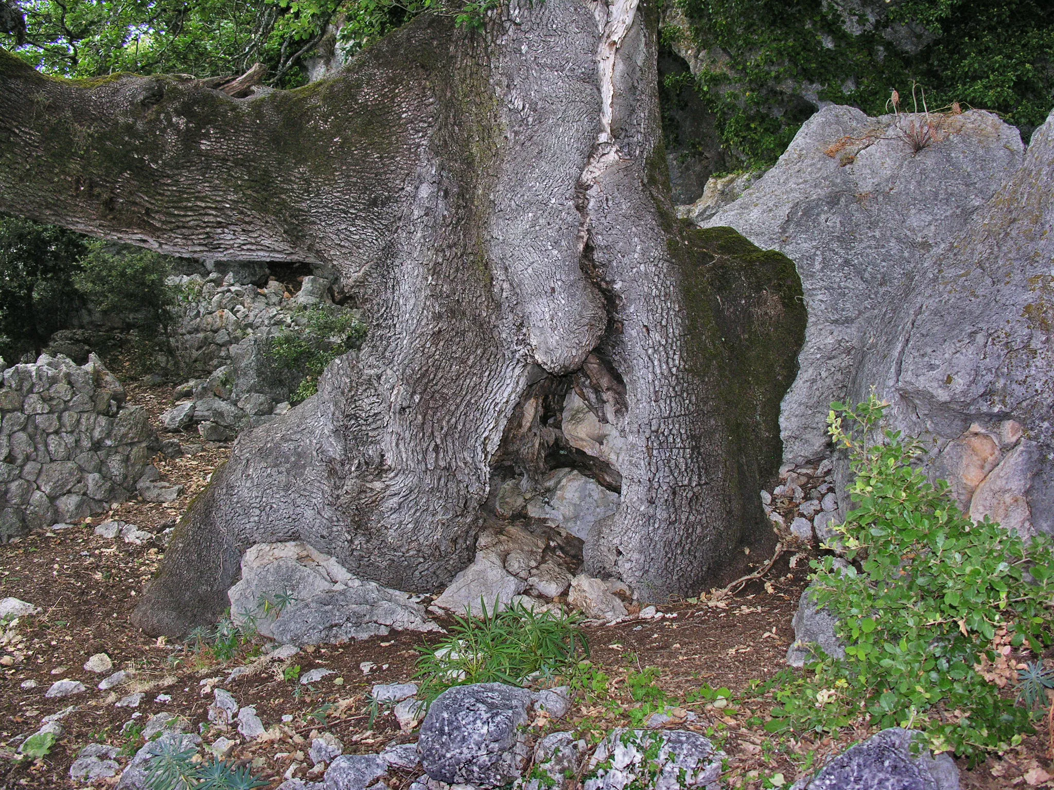 Photo showing: Very old oak in Mons, Var, northeastern France