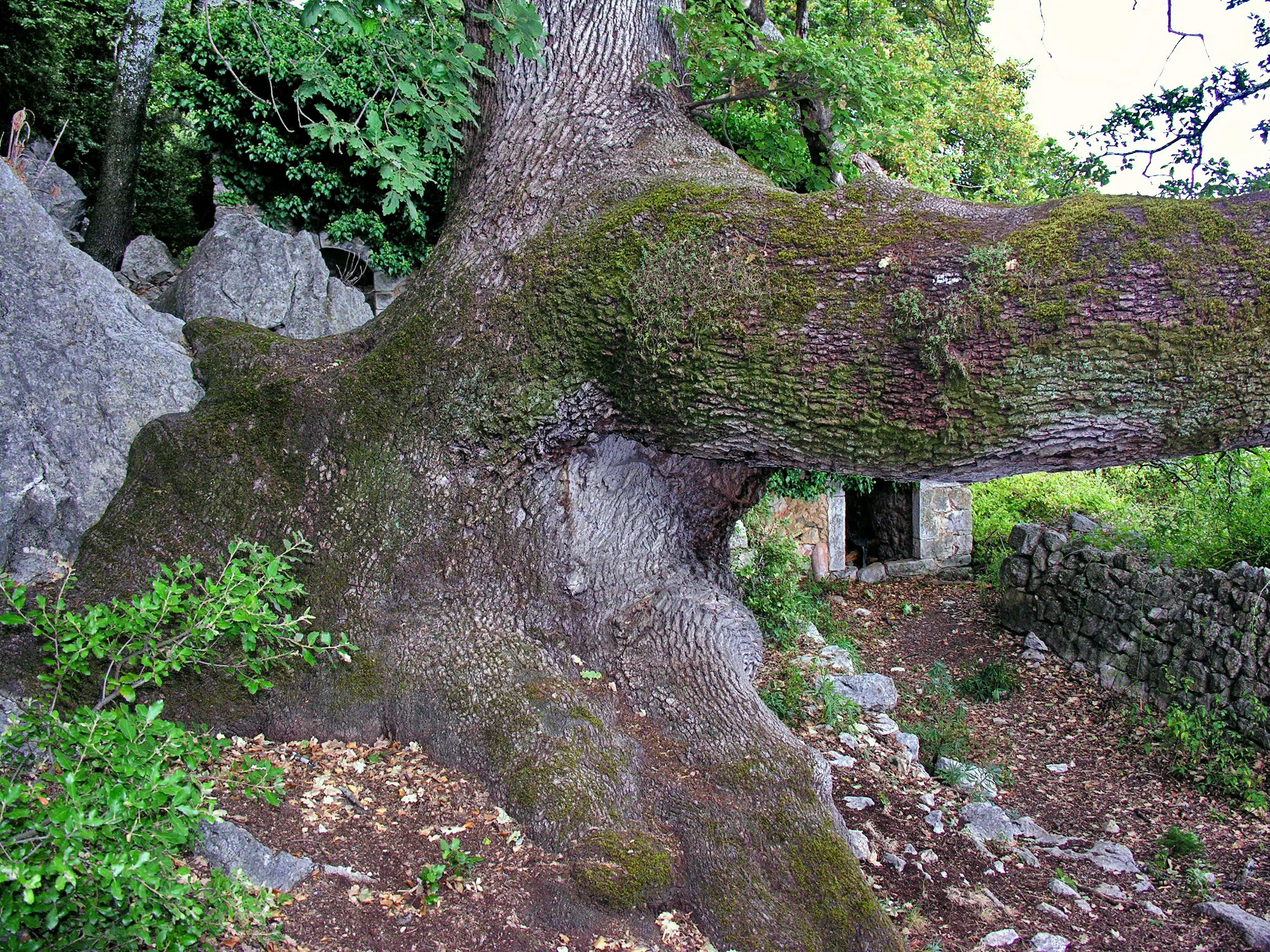 Photo showing: Very old oak tree in Mons, Var, southeastern France.