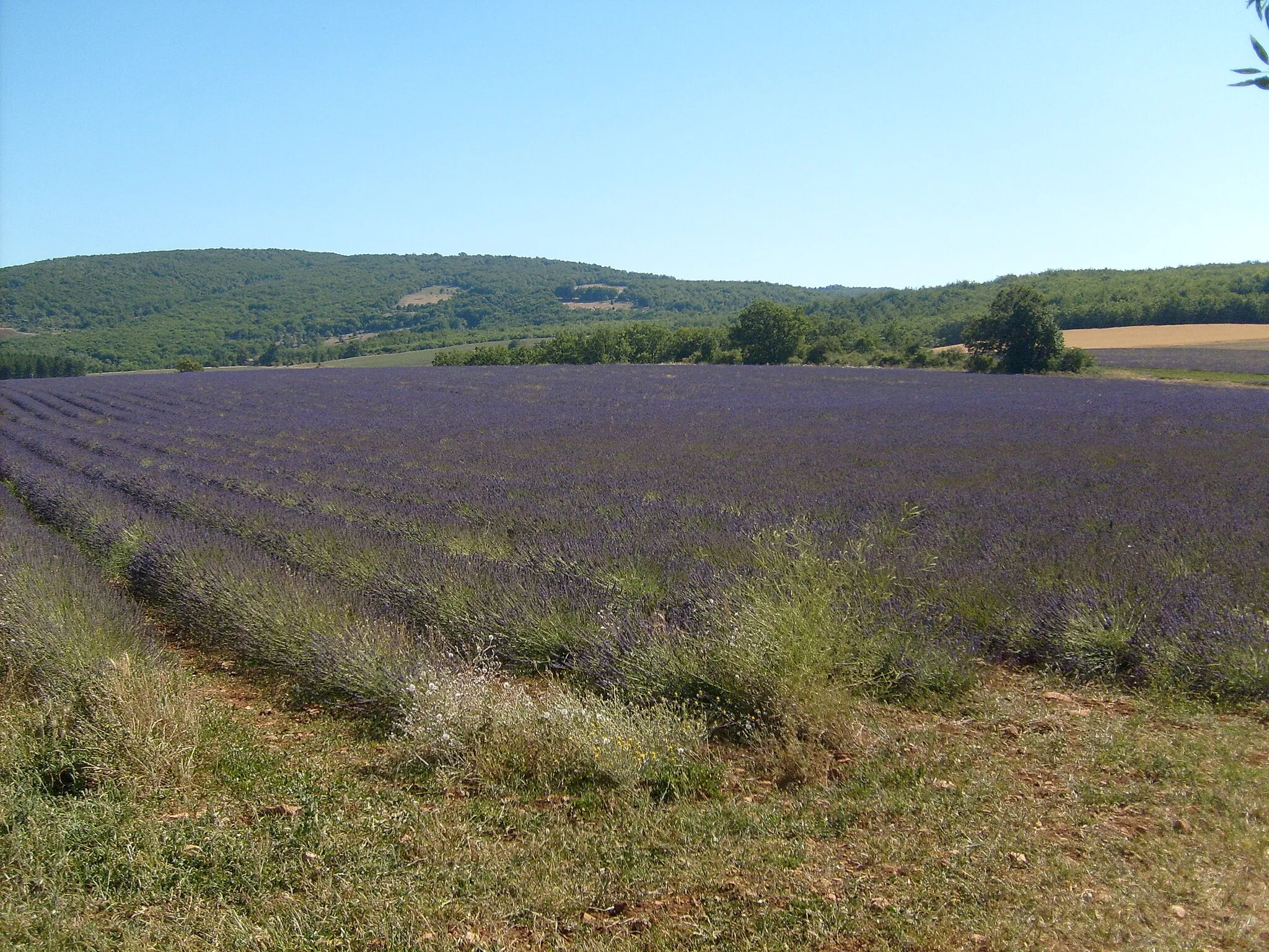 Photo showing: Champ de lavande sur le plateau d'Albion.