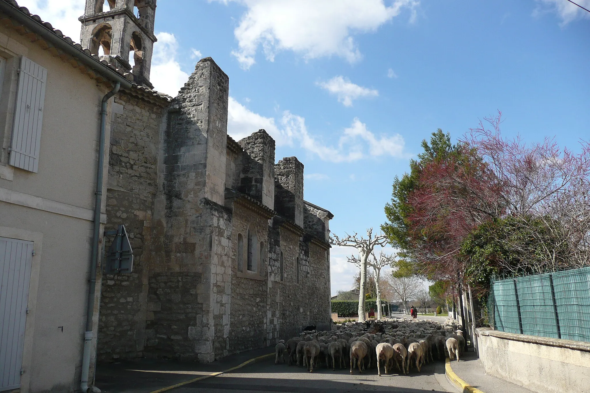 Photo showing: Eglise et troupeau sur la route à  Verquières.