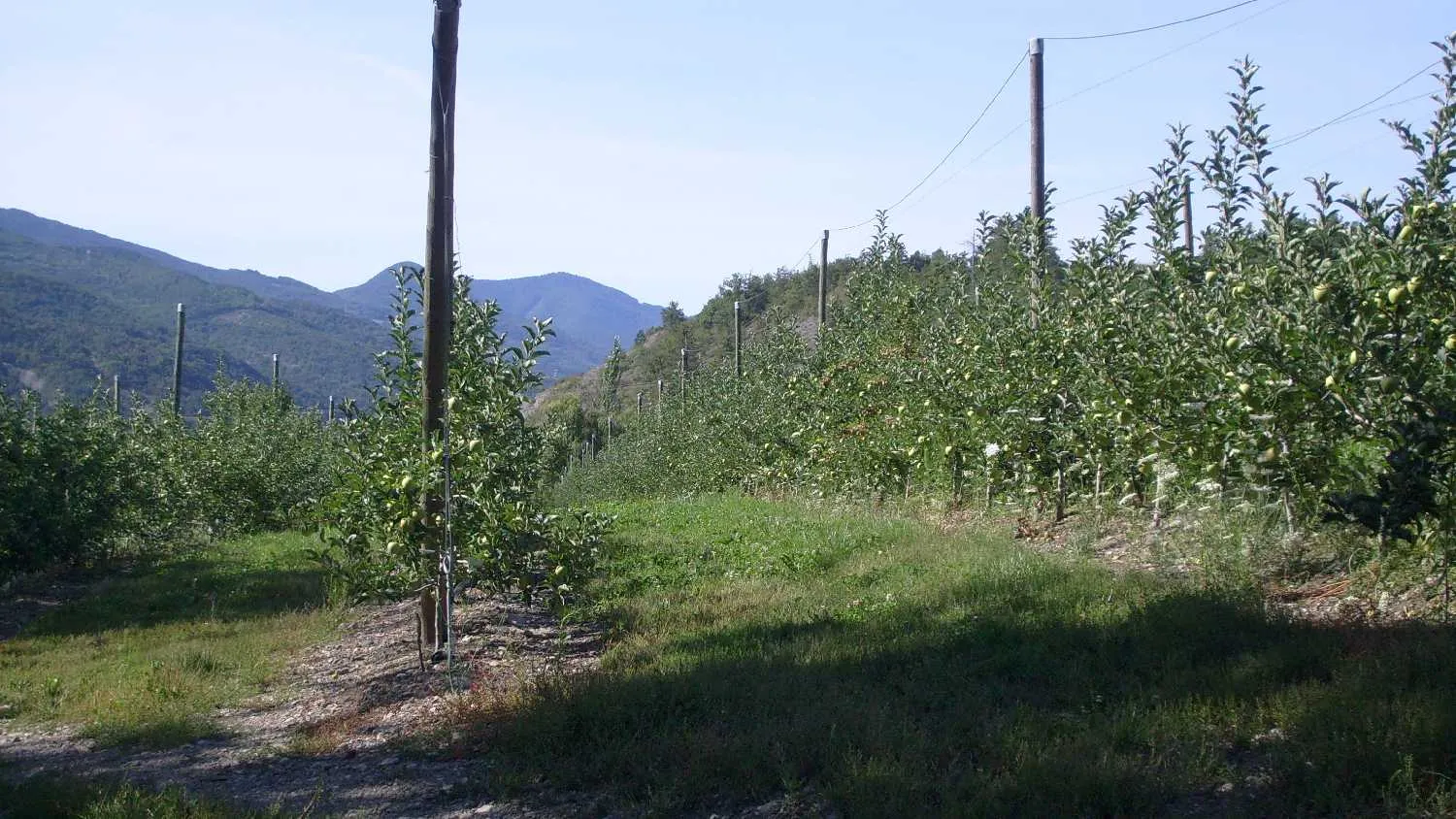 Photo showing: Orchard in Lettret (Hautes-Alpes, France).