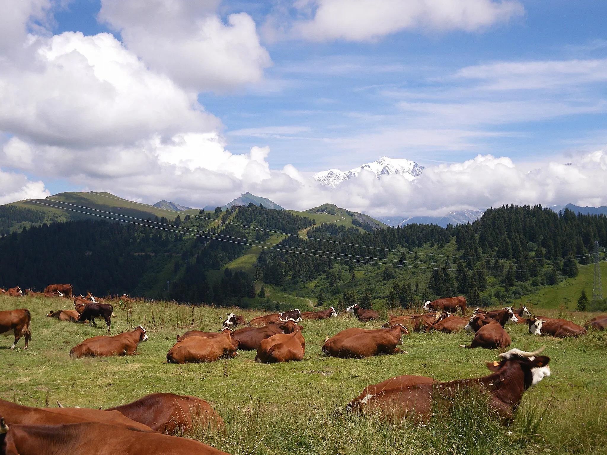 Photo showing: les vaches au beneton