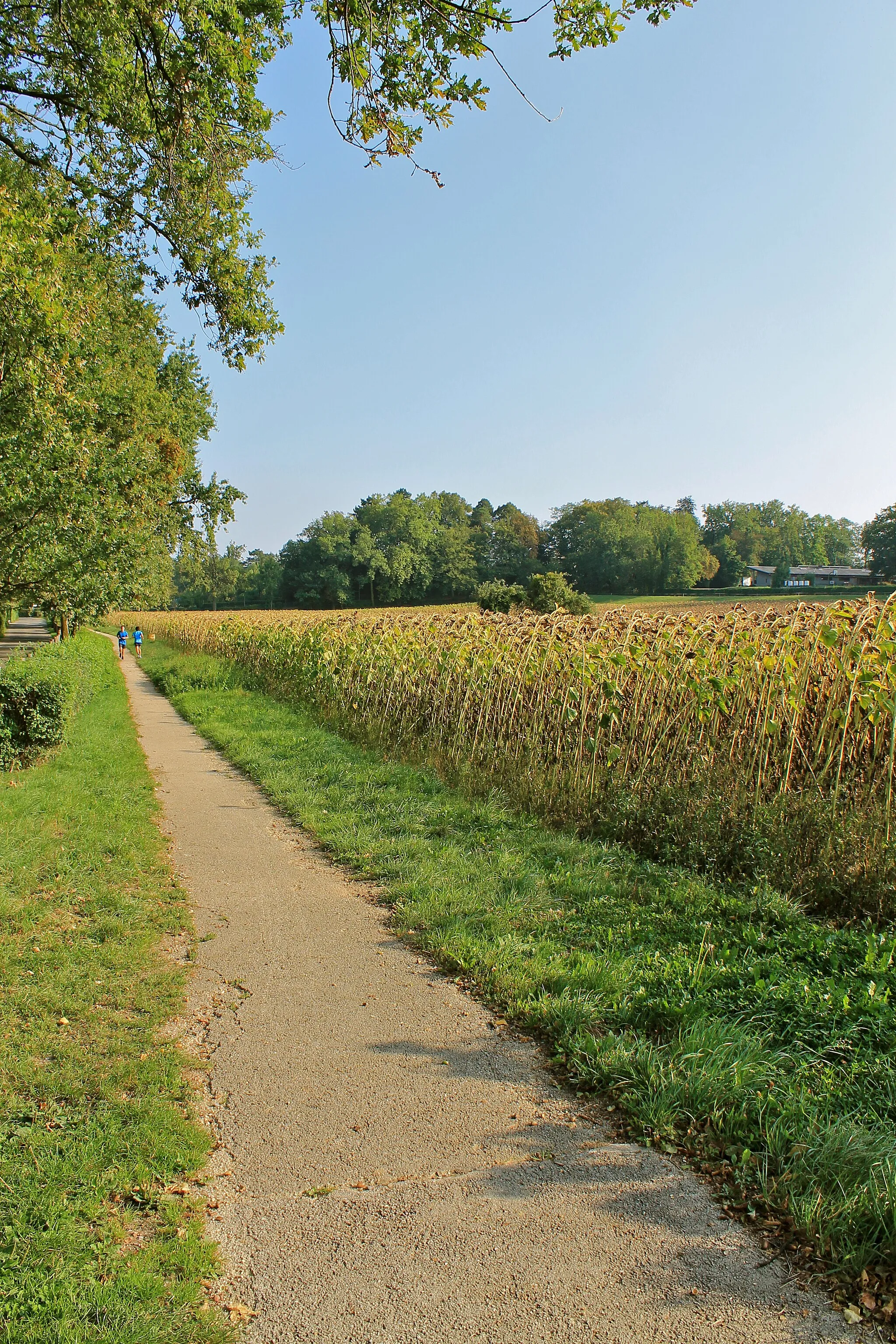 Photo showing: Chemin de baguenaude près du "Grand-Champ", dans la campagne genevoise.