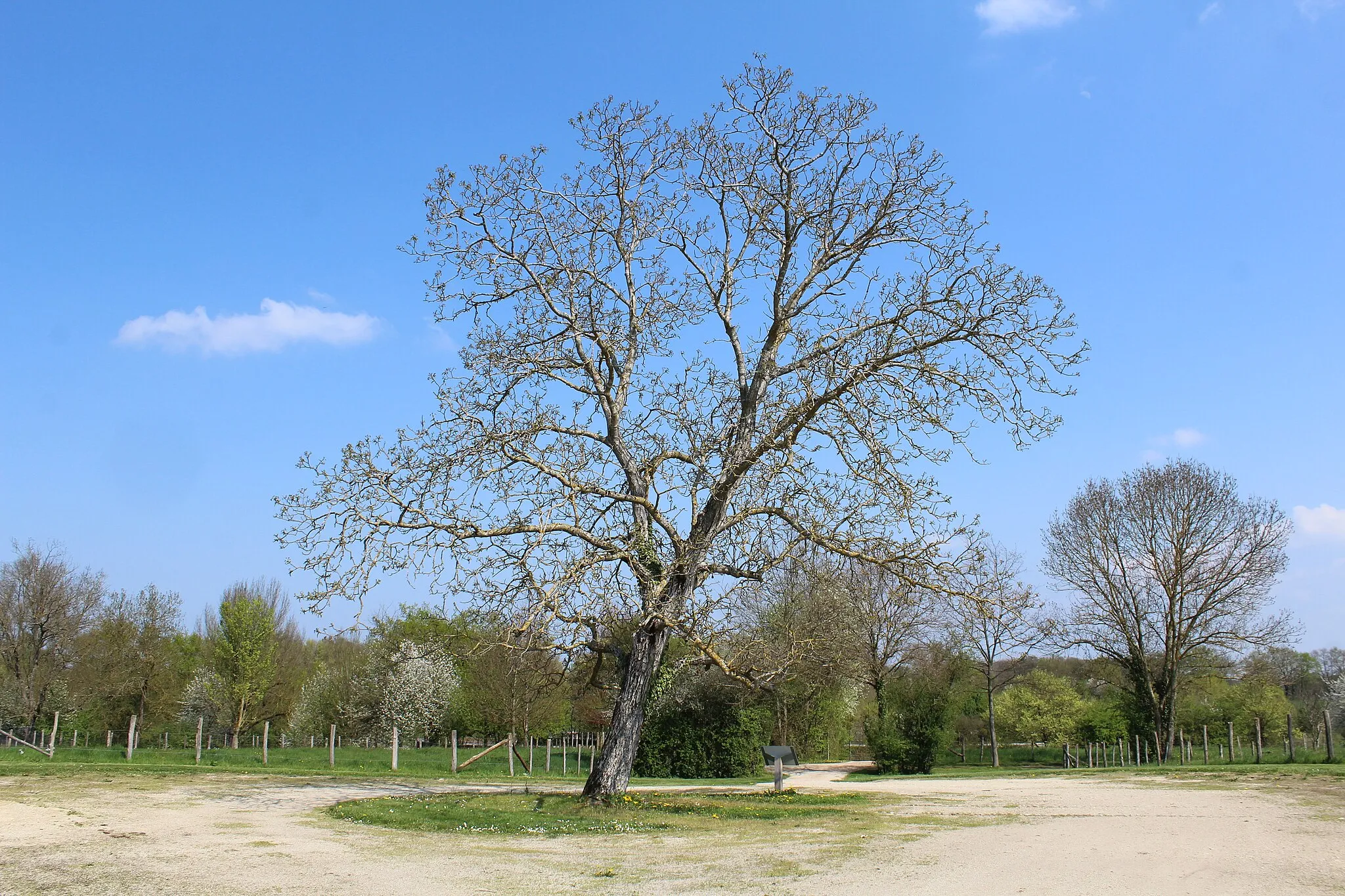 Photo showing: Noyer au Domaine des Planons, Saint-Cyr-sur-Menthon.