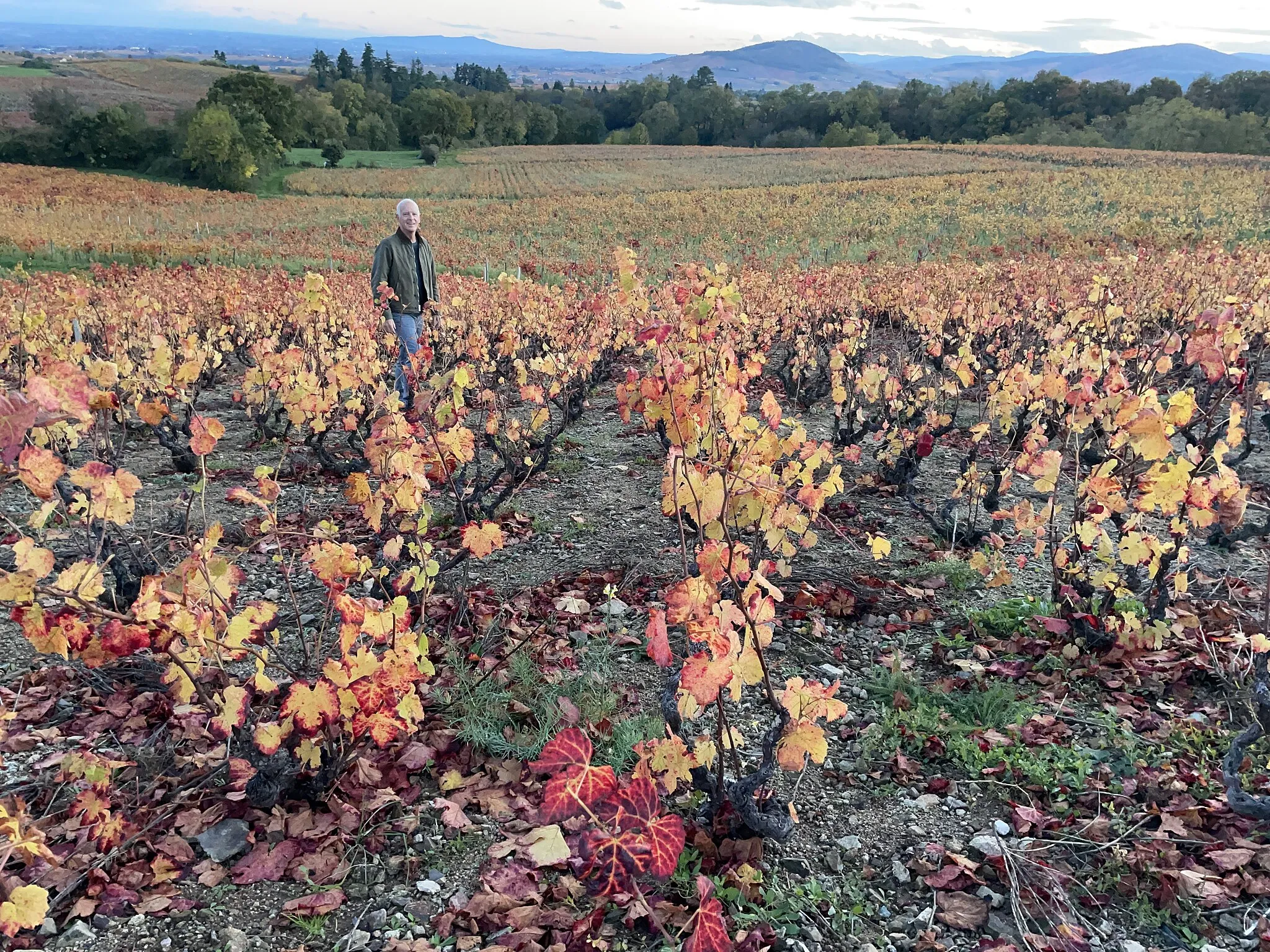 Photo showing: This is a photo of vigneron Jonathan Pey in the "Cru" Morgon vineyard in the lieu-dit of "Bellevue", planted in 1953.