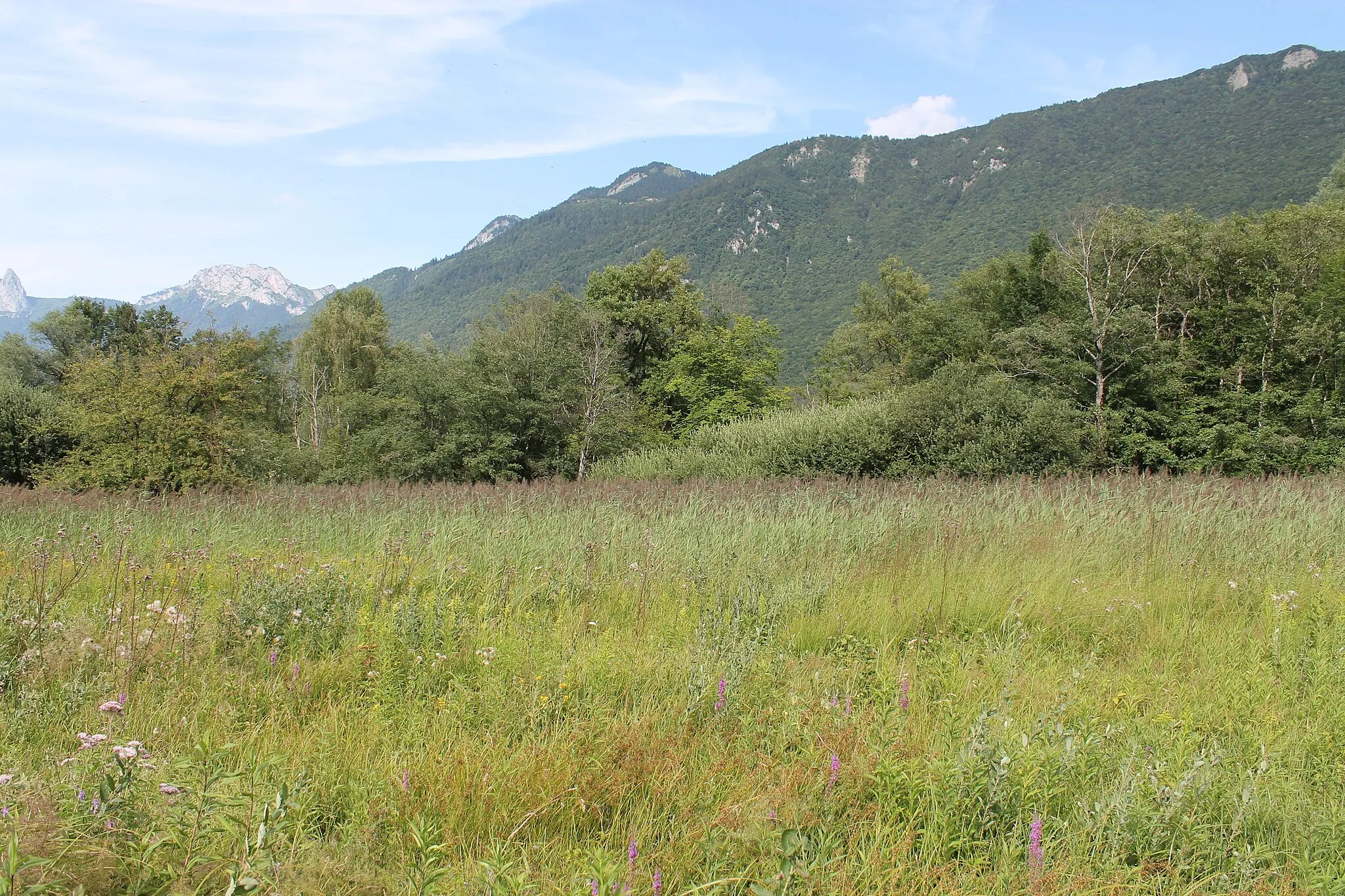 Photo showing: Prairies humides de la Réserve naturelle nationale du Bout du lac d'Annecy