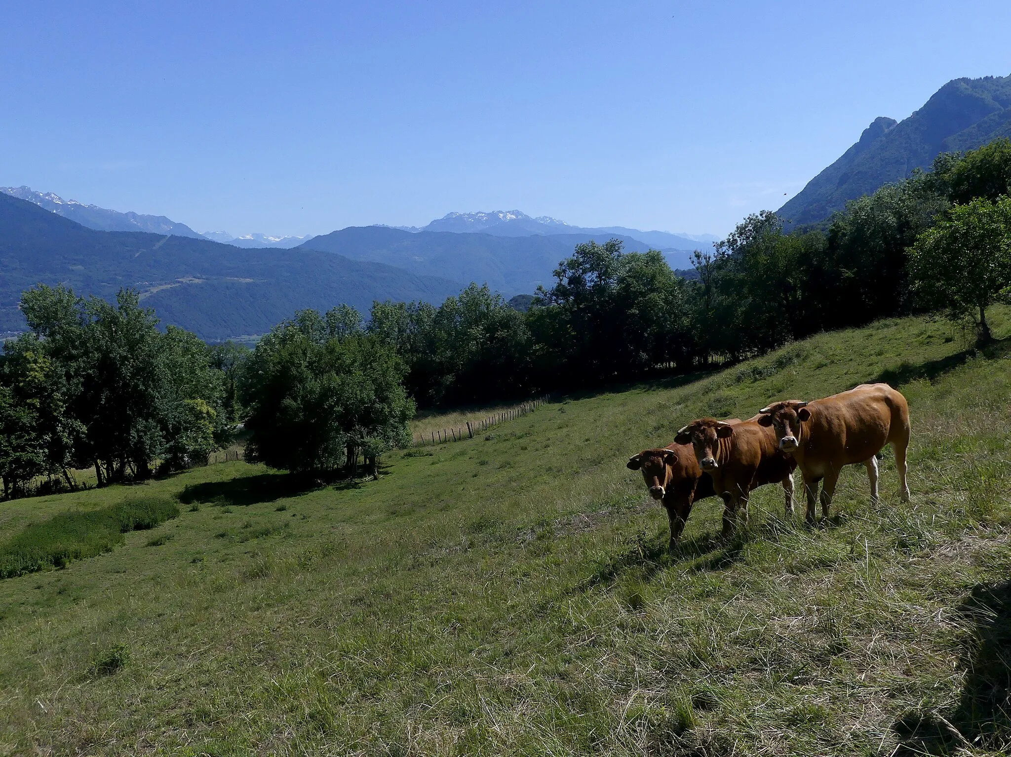 Photo showing: Sight of cows on the heights of Verrens-Arvey near Col de Tamié pass, Savoie, France.