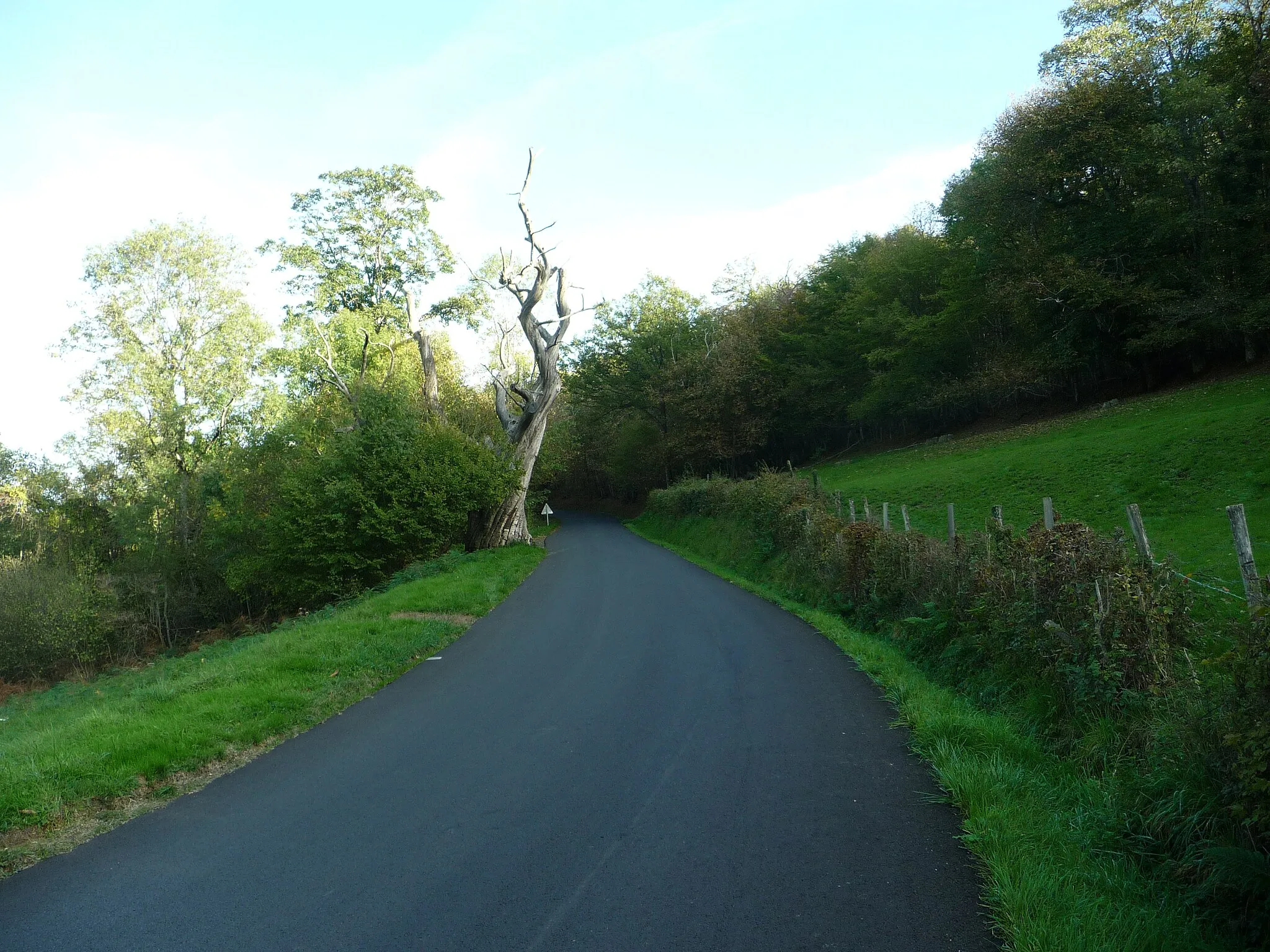 Photo showing: Le Gros Châtaignier sur la route D9 grimpant au col de la Croix Marchampt