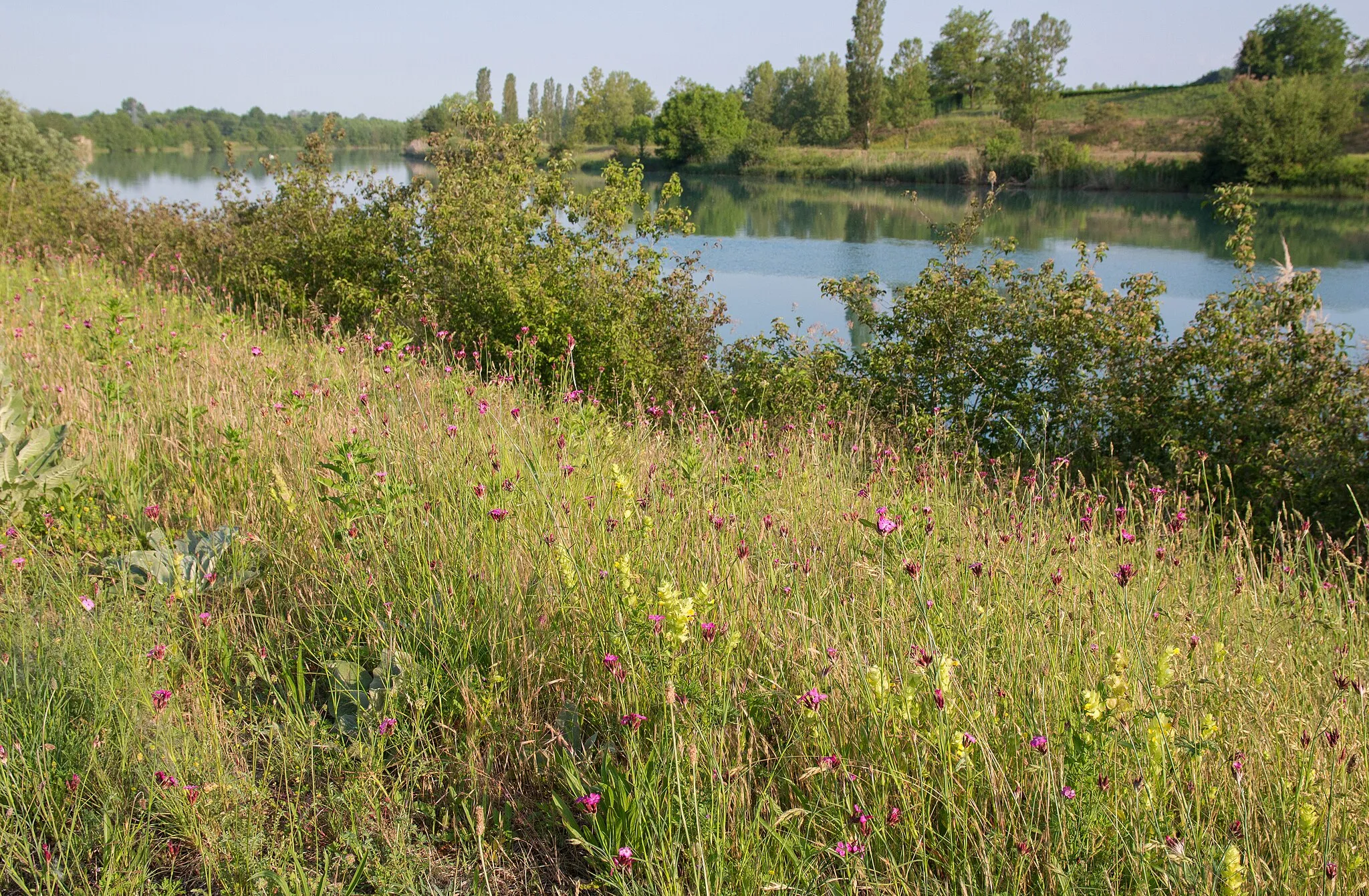 Photo showing: Berge du Rhône, près de Cordon, vers l'ouest, Réserve naturelle nationale du Haut-Rhône, Sentier des lônes et des îles.