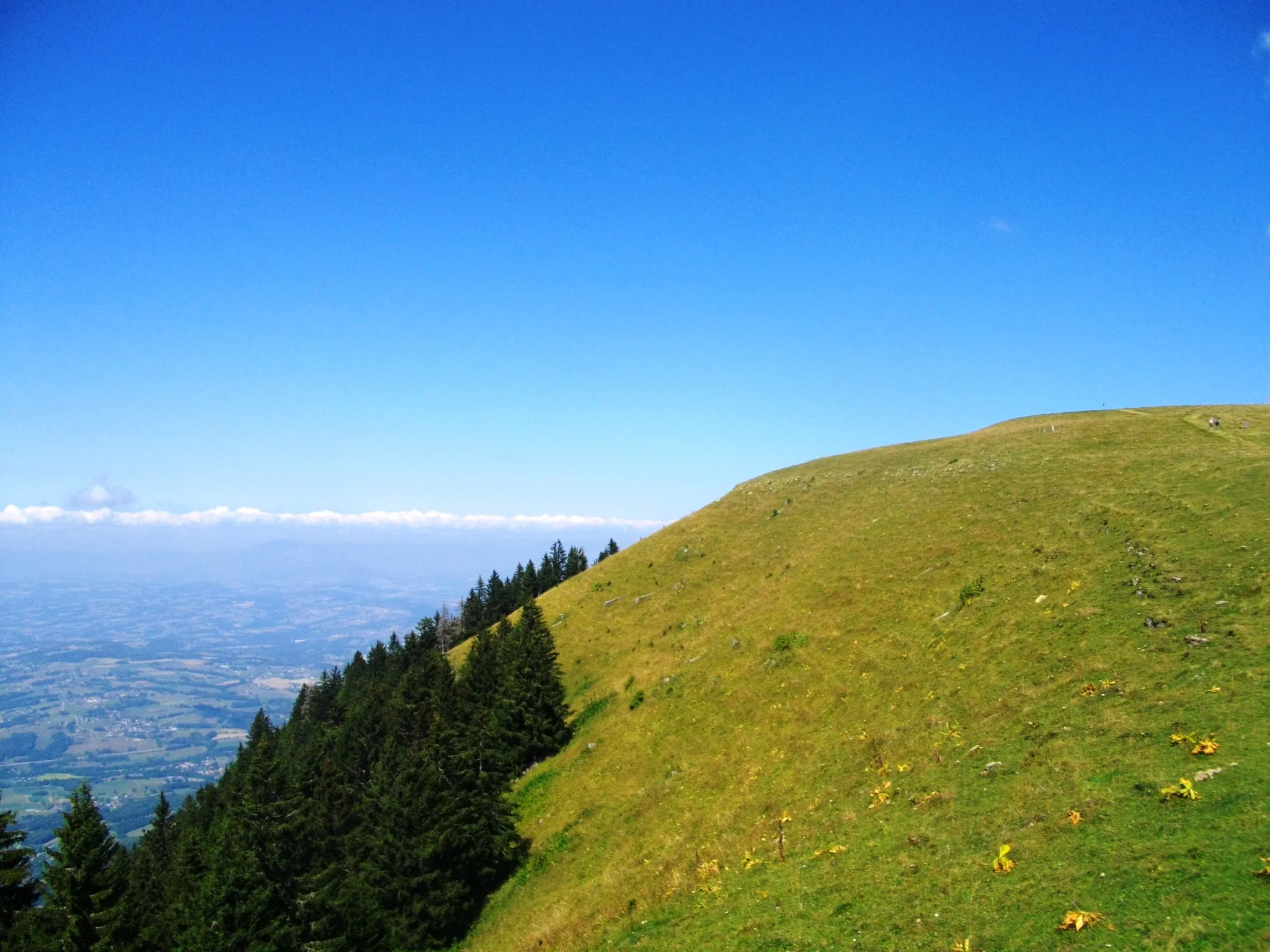 Photo showing: Des sapins à l'alpage.