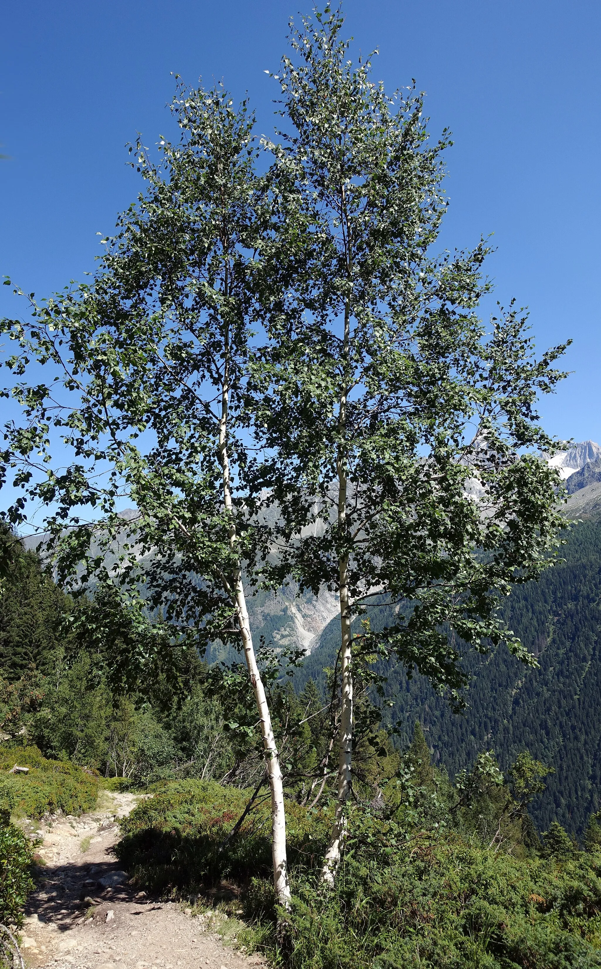 Photo showing: Chamonix, France.