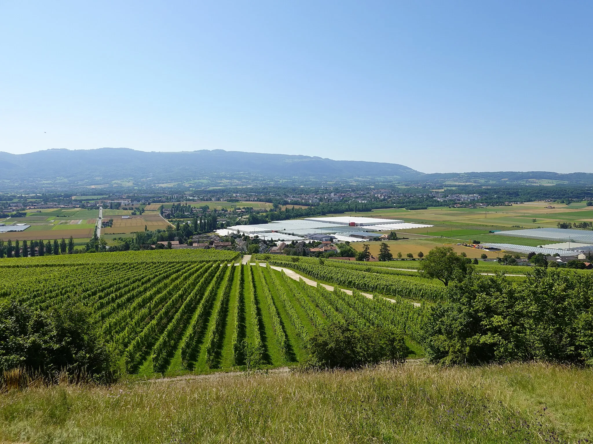 Photo showing: Vignoble @ Signal de Bernex