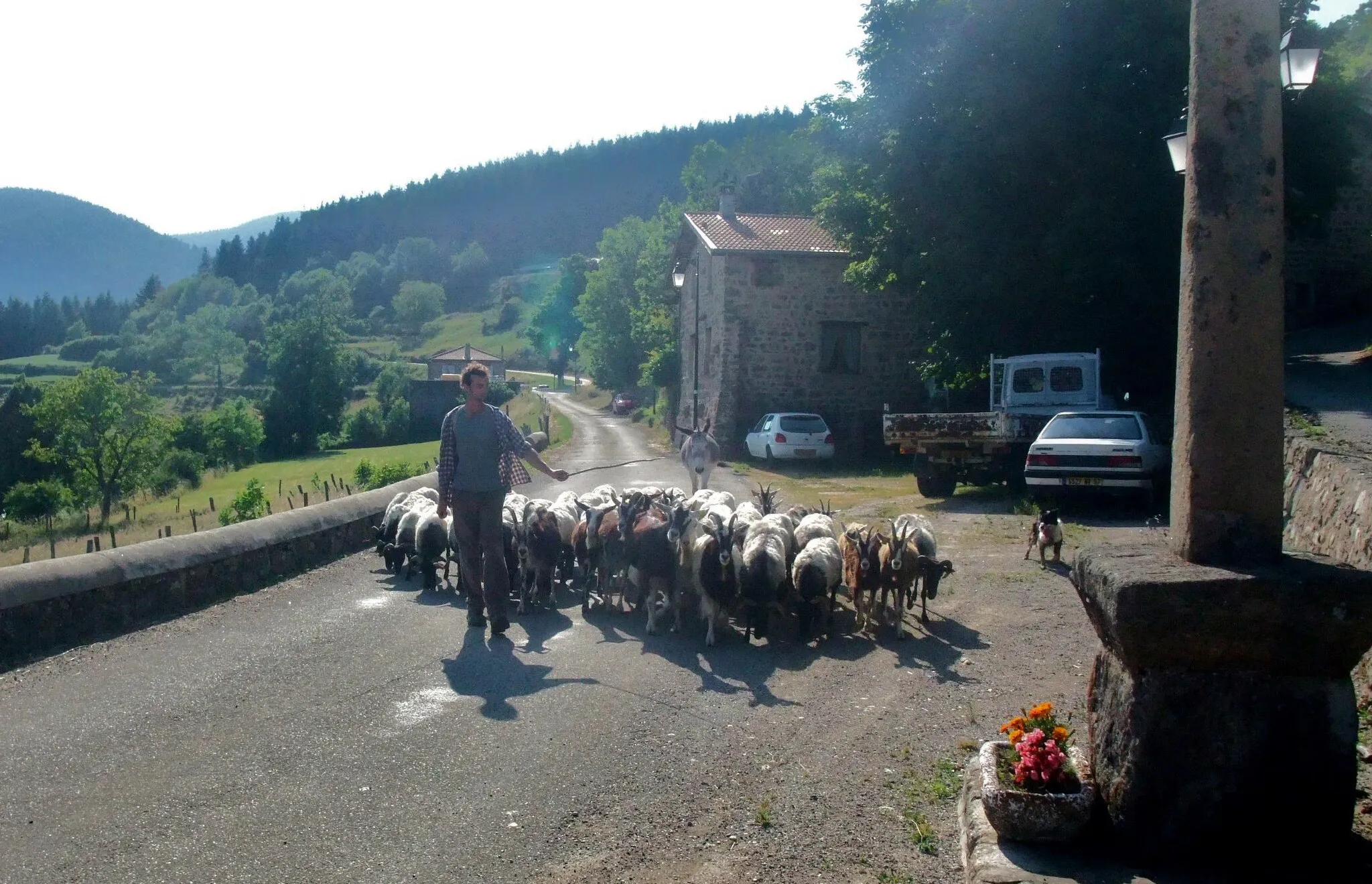 Photo showing: Monestier (Ardèche) troupeau